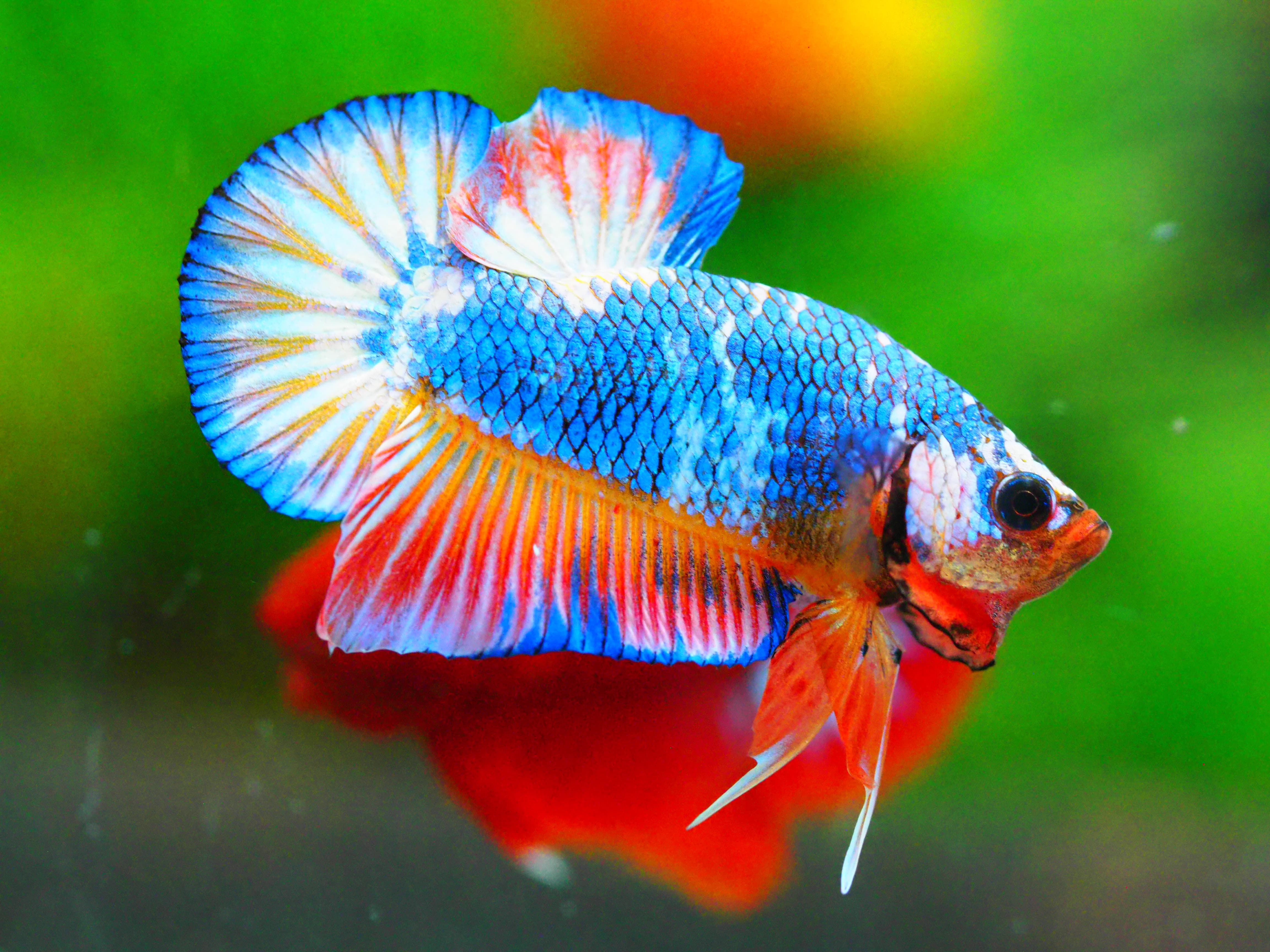 HMPK FANCY MALE GRADE A +++