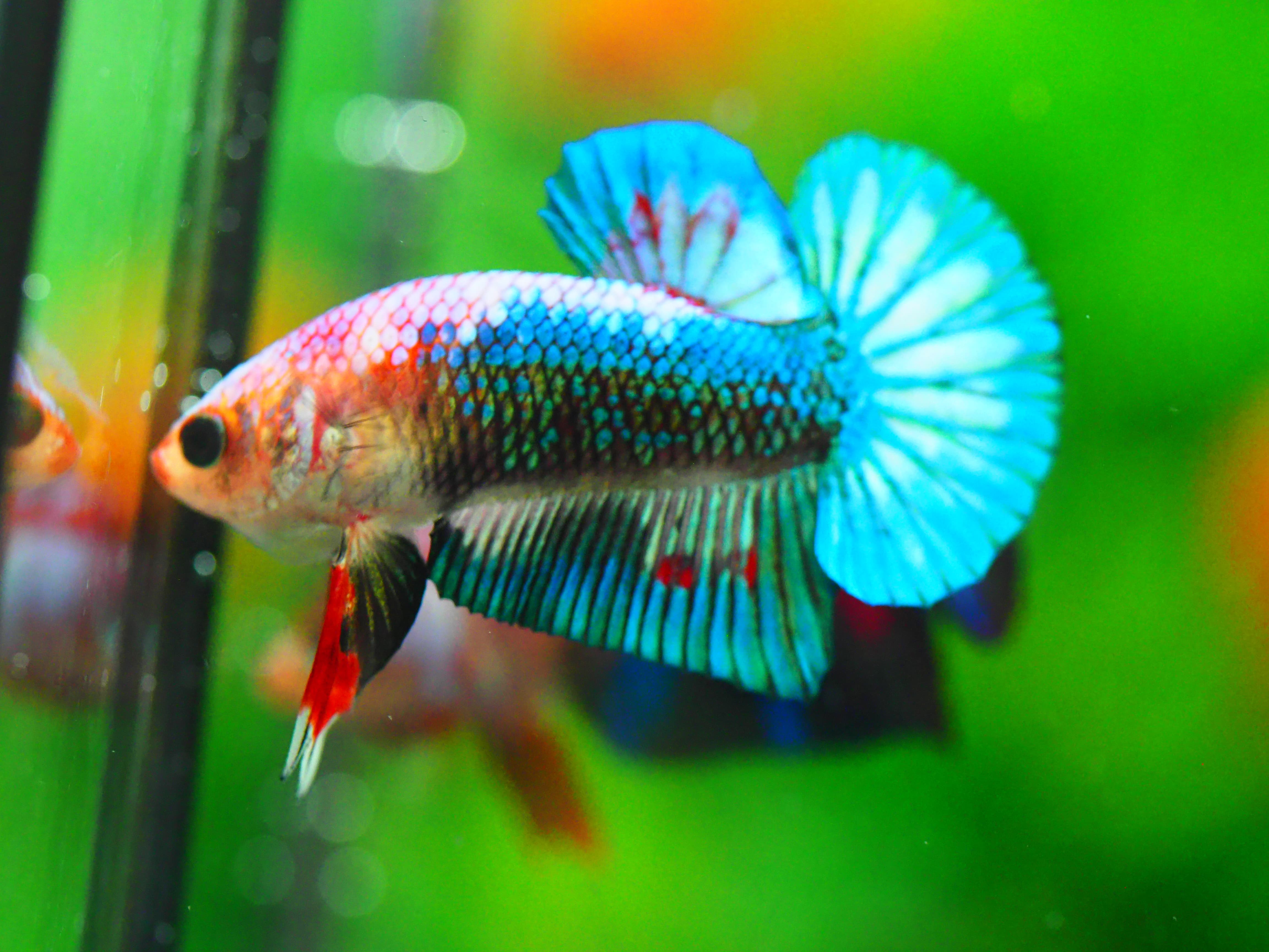 HMPK FANCY MALE GRADE A +++