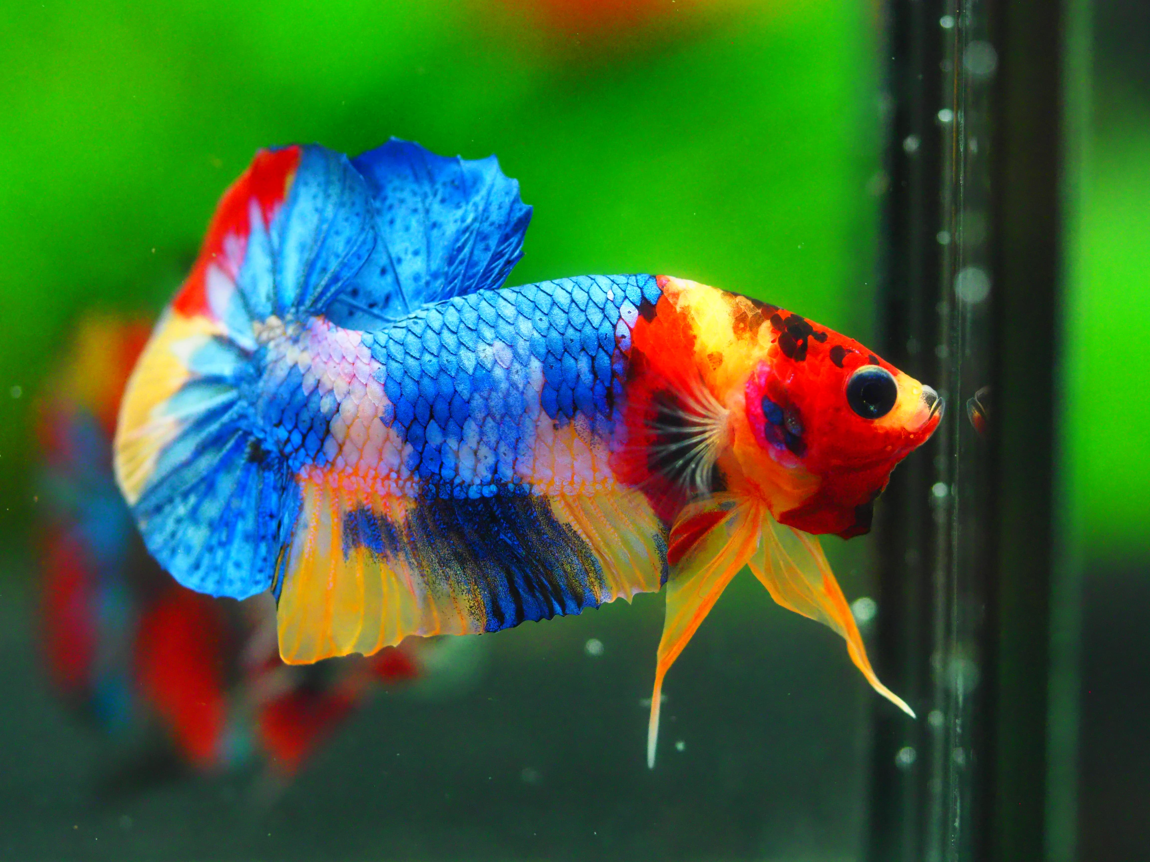 HMPK Multicolor MALE GRADE A +++