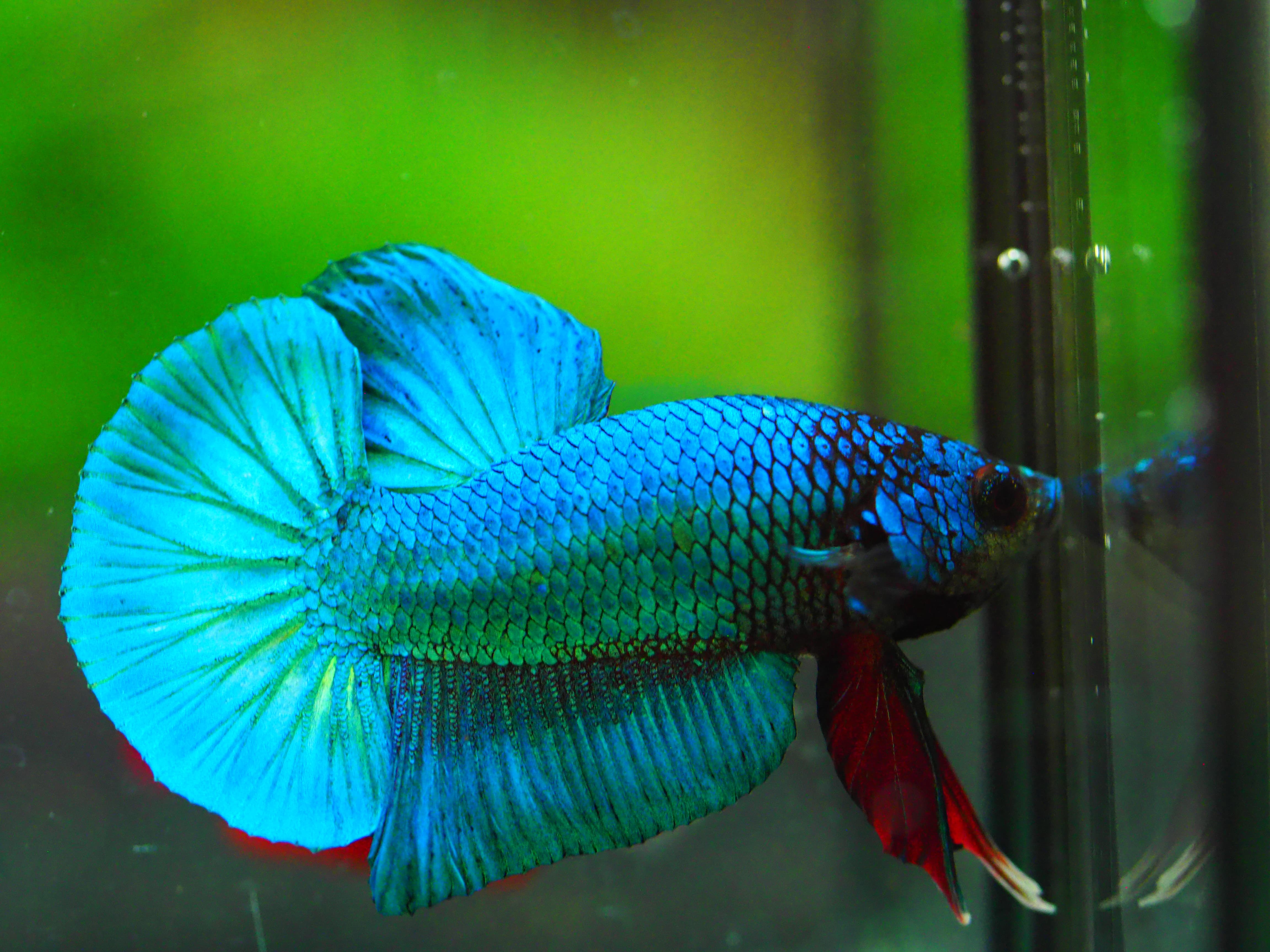 HMPK KOI FANCY MALE GRADE A +++