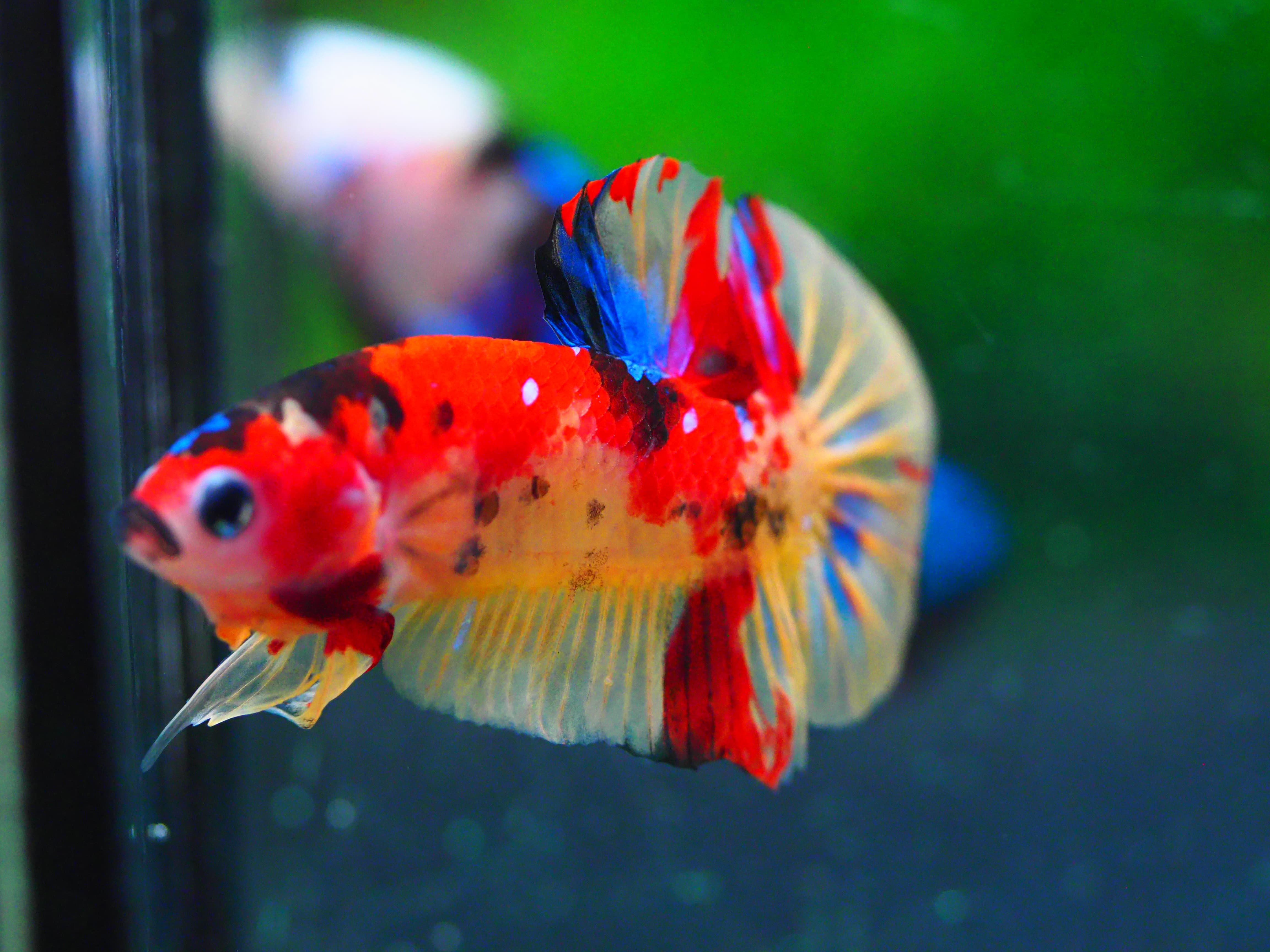 HMPK NEMO GALAXY MALE GRADE A +++