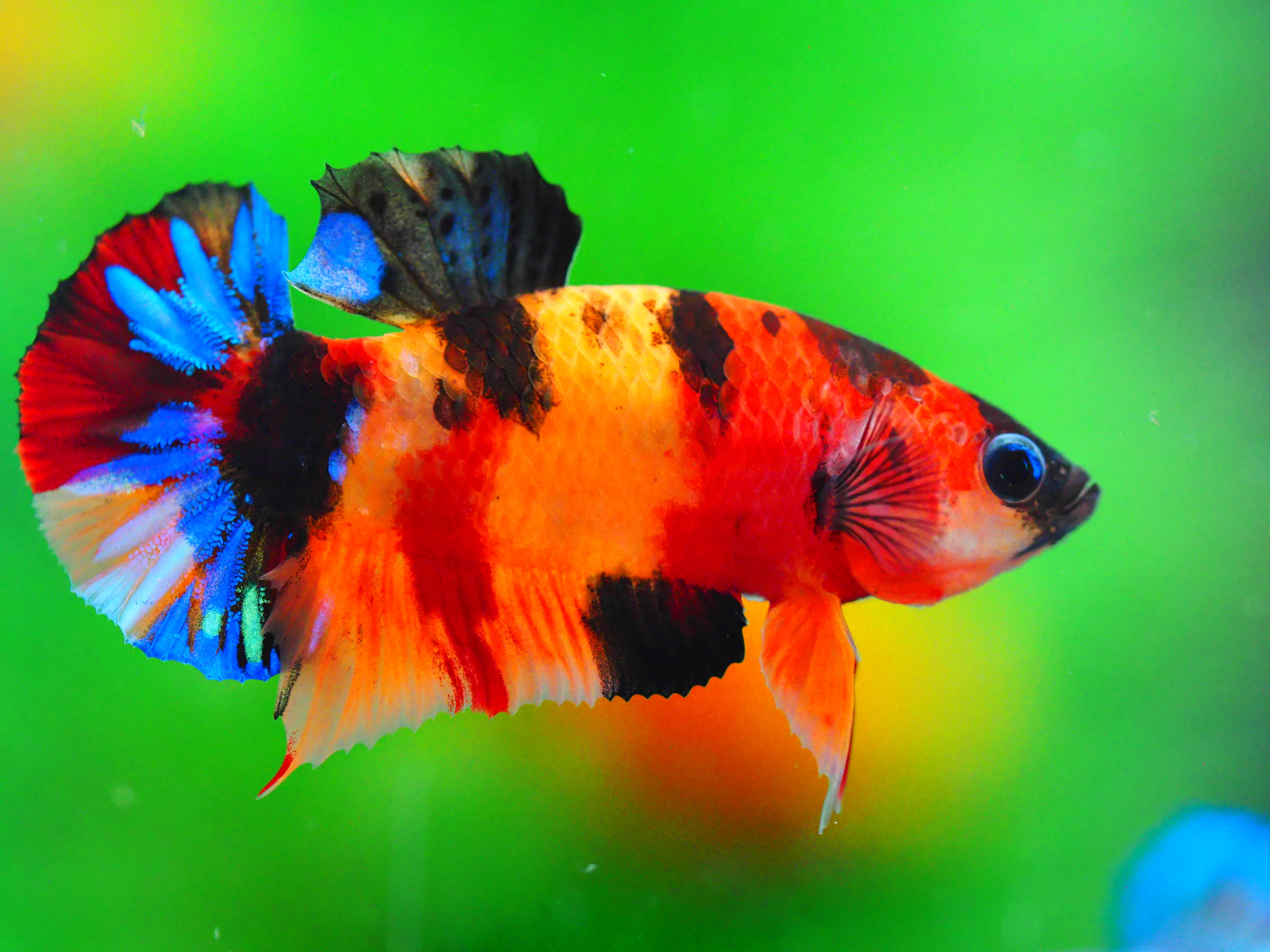 HMPK NEMO GALAXY MALE GRADE A +++