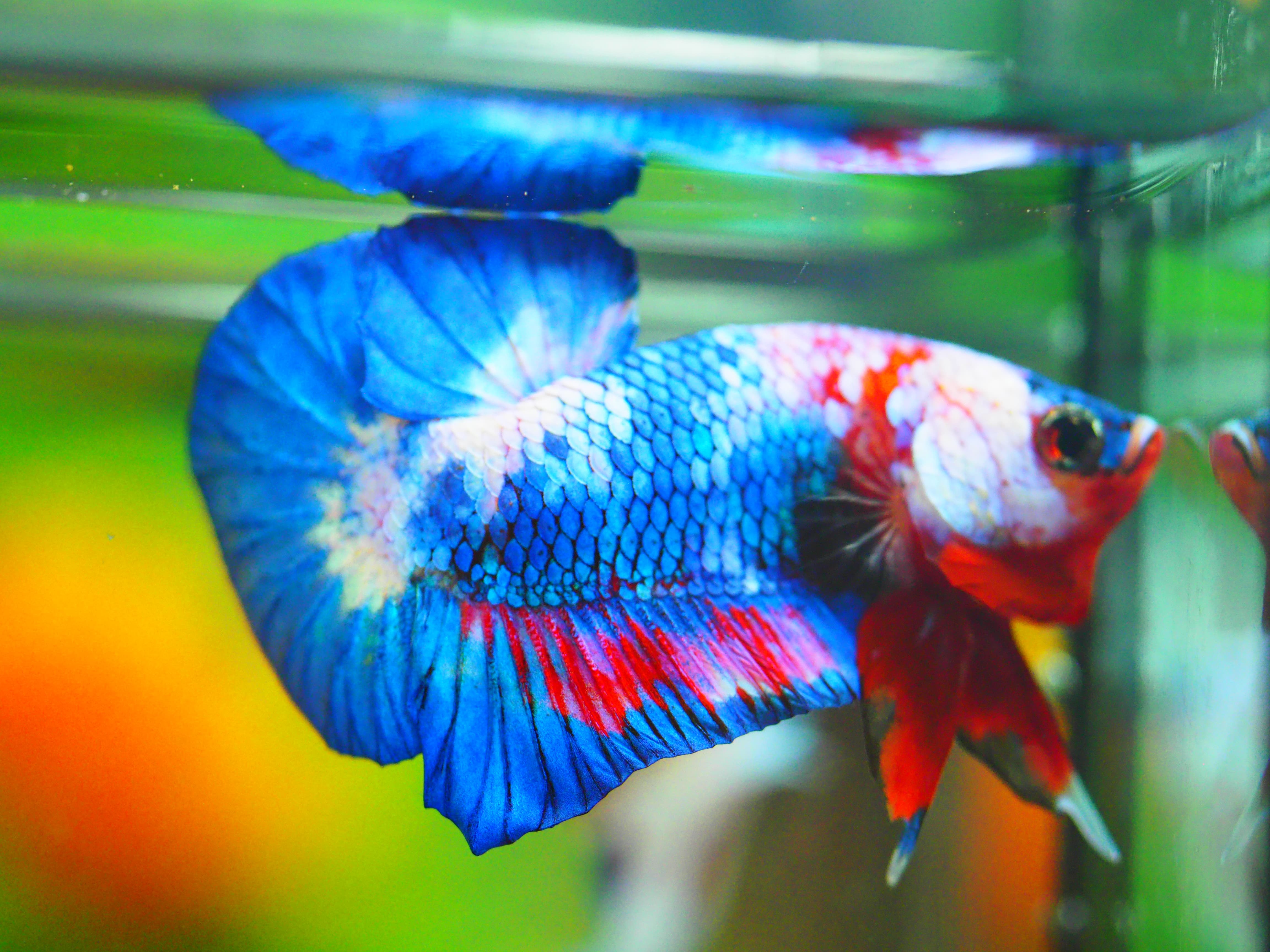 HMPK KOI FANCY MALE GRADE A +++