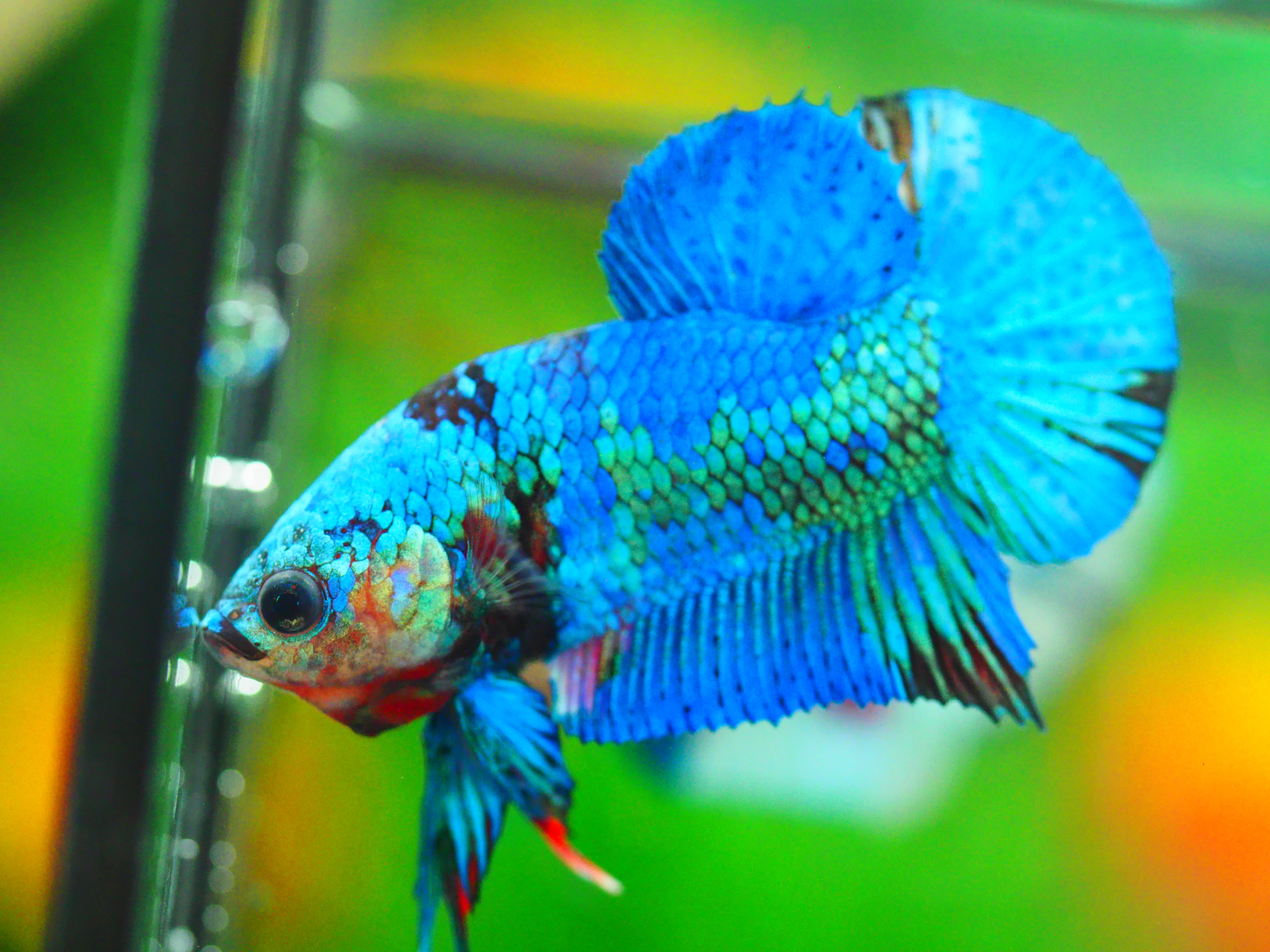HMPK KOI FANCY MALE GRADE A +++