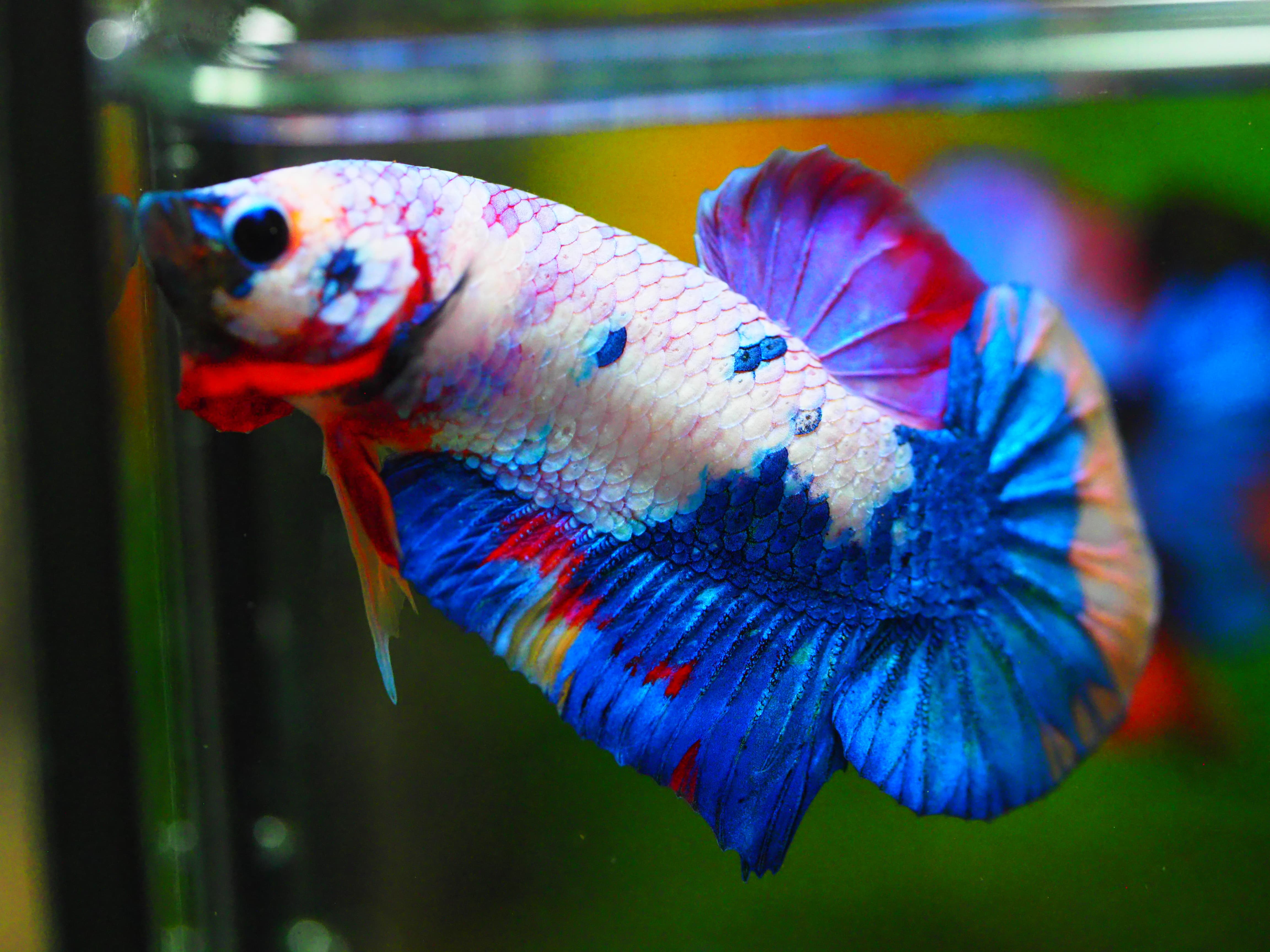 HMPK KOI FANCY MALE GRADE A +++