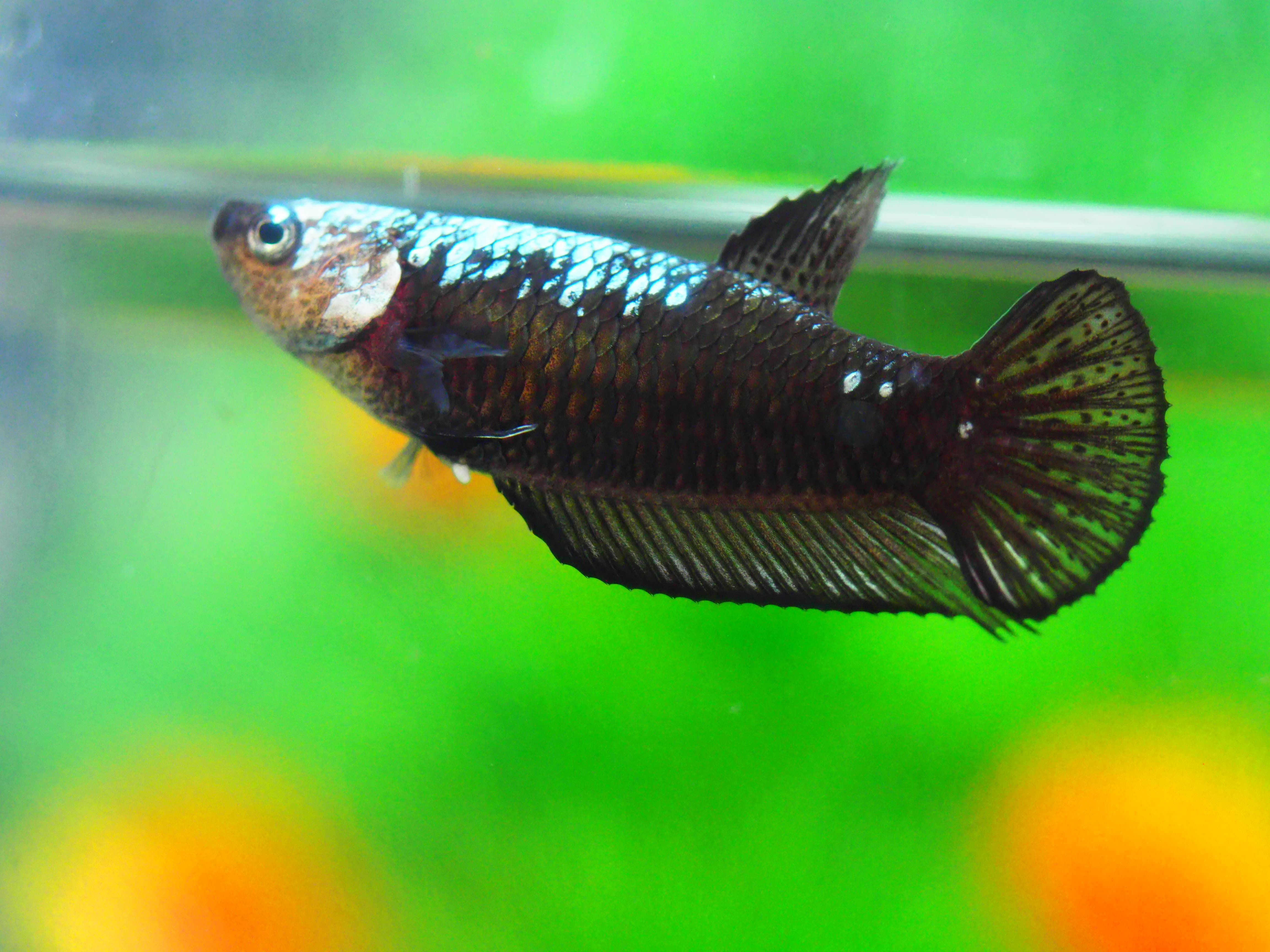 HMP BLACK SAMURAI FN MALE GRADE A +++