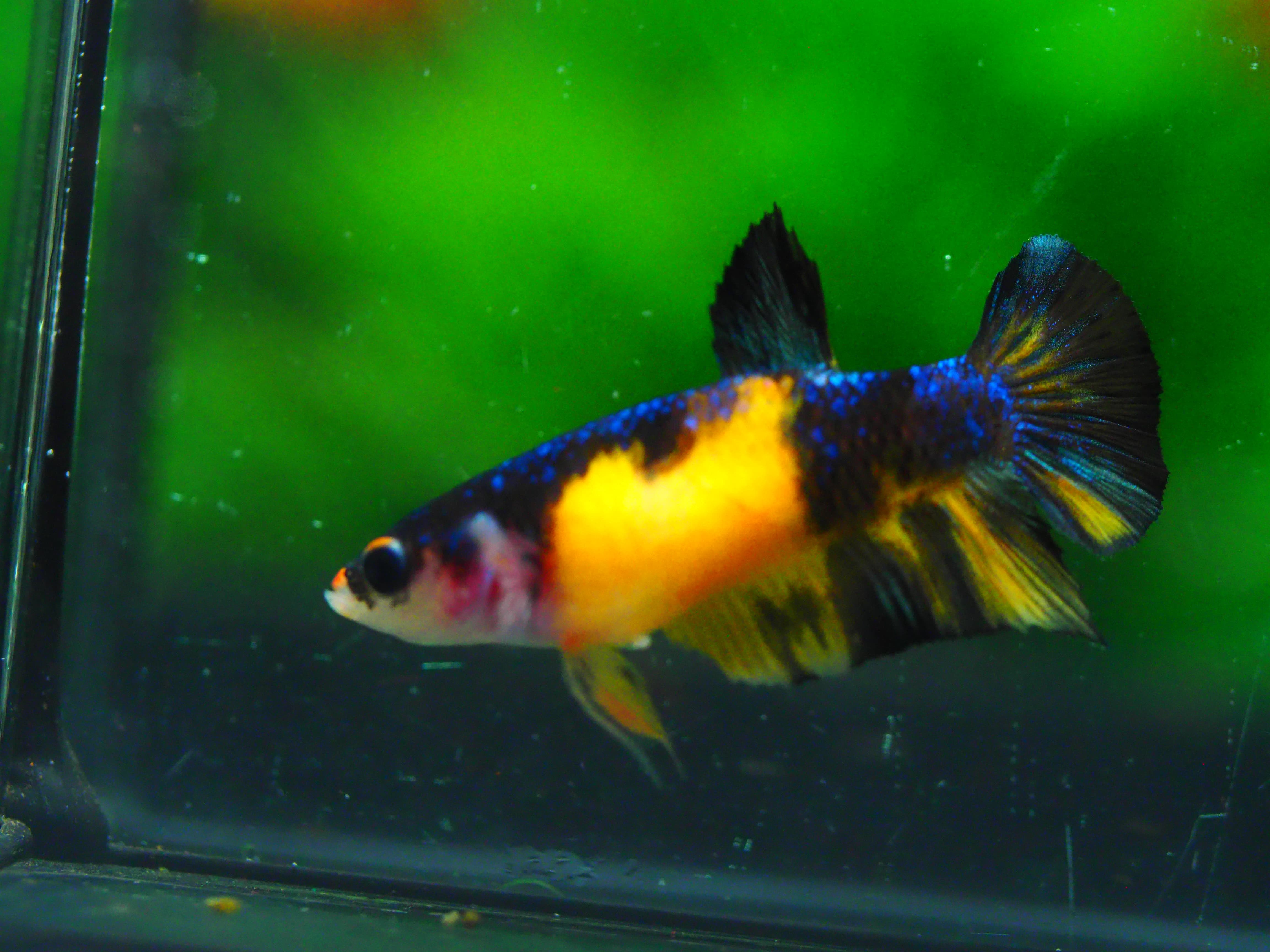 HMPK KOI YELLOW FN MALE GRADE A +++