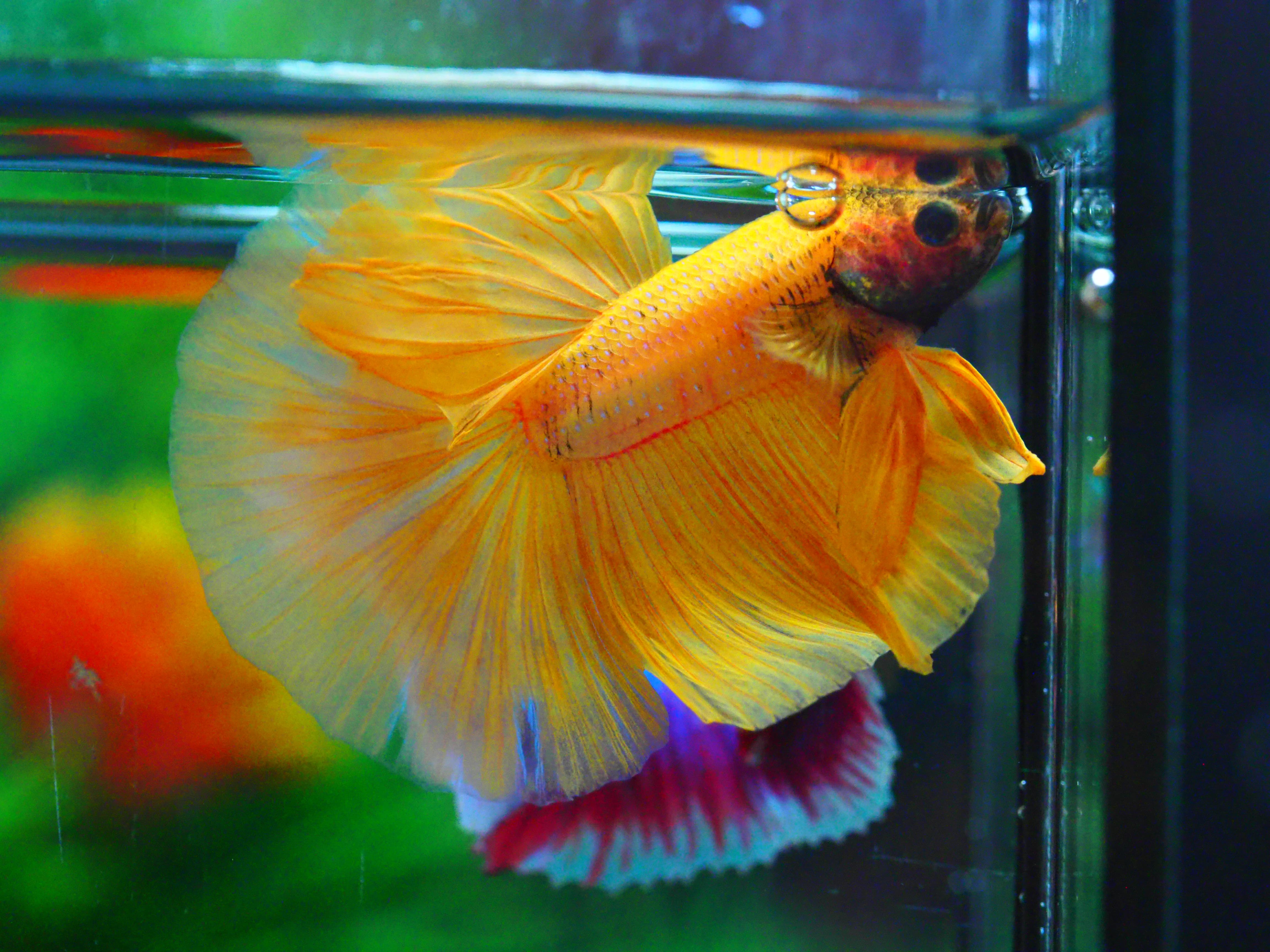 HM YELLOW MALE GRADE A +++