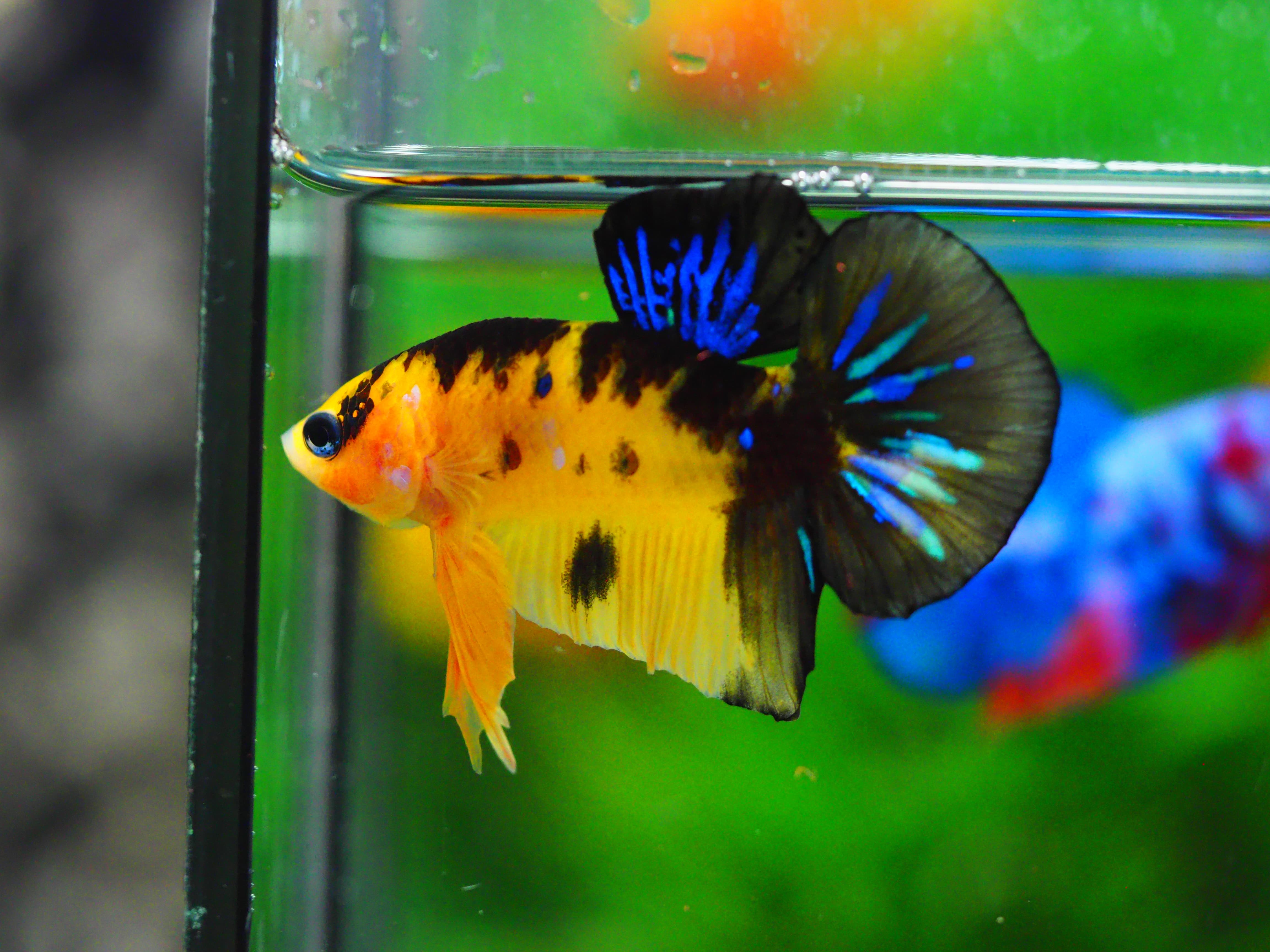 HMPK KOI YELLOW MALE GRADE A +++