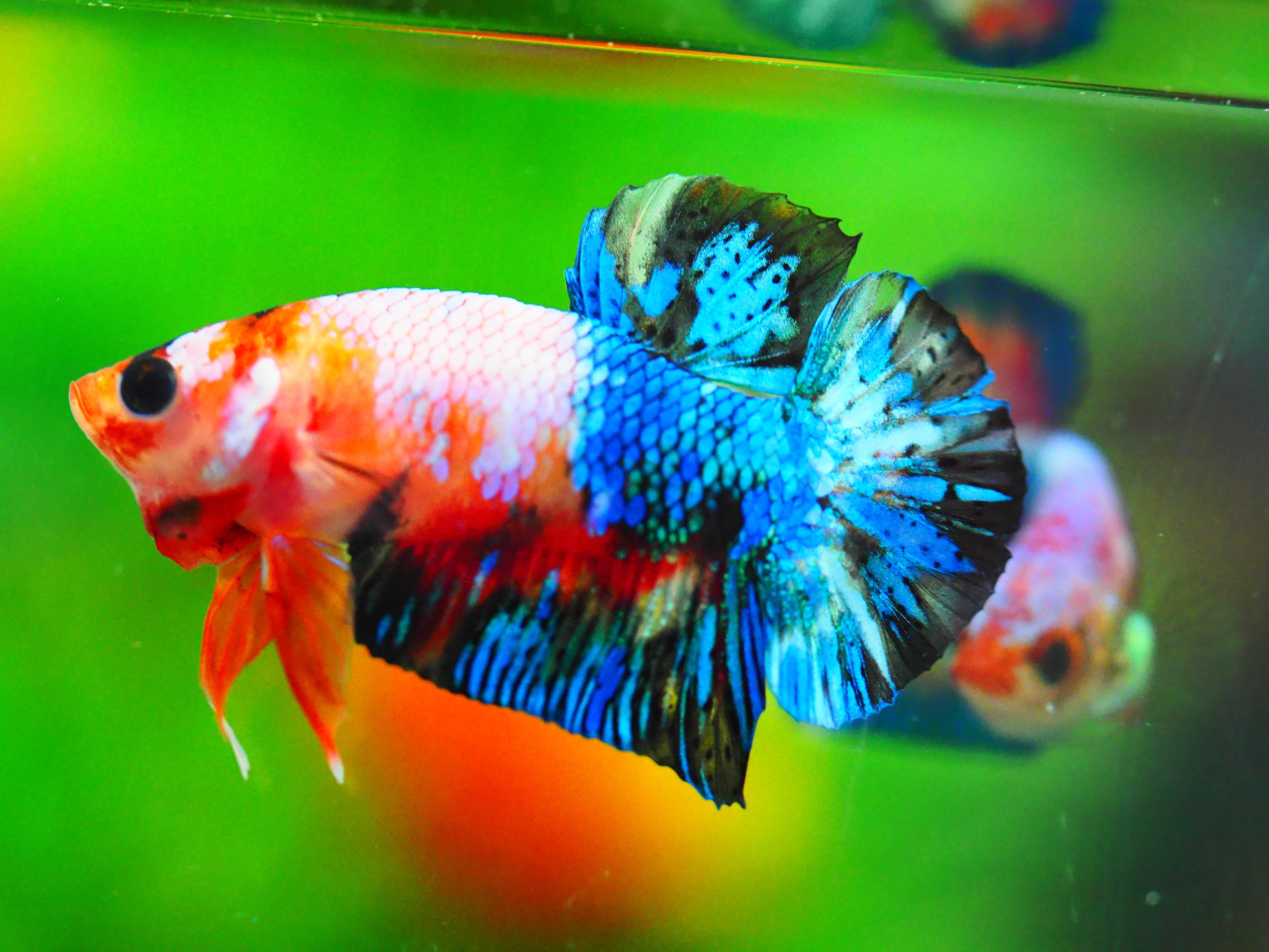 HMPK KOI GALAXY MALE GRADE A +++