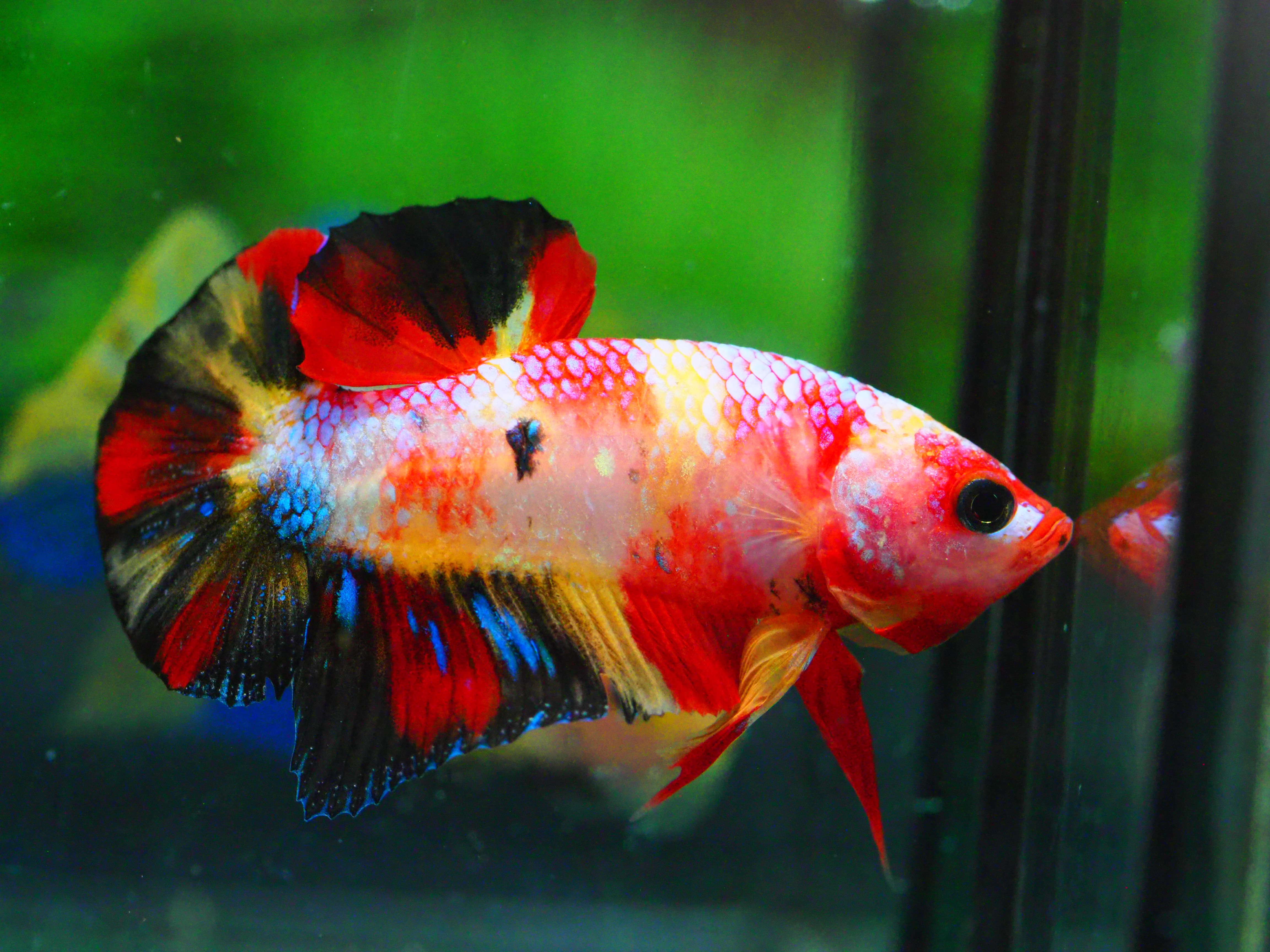 HMPK NEMO GALAXY MALE GRADE A +++