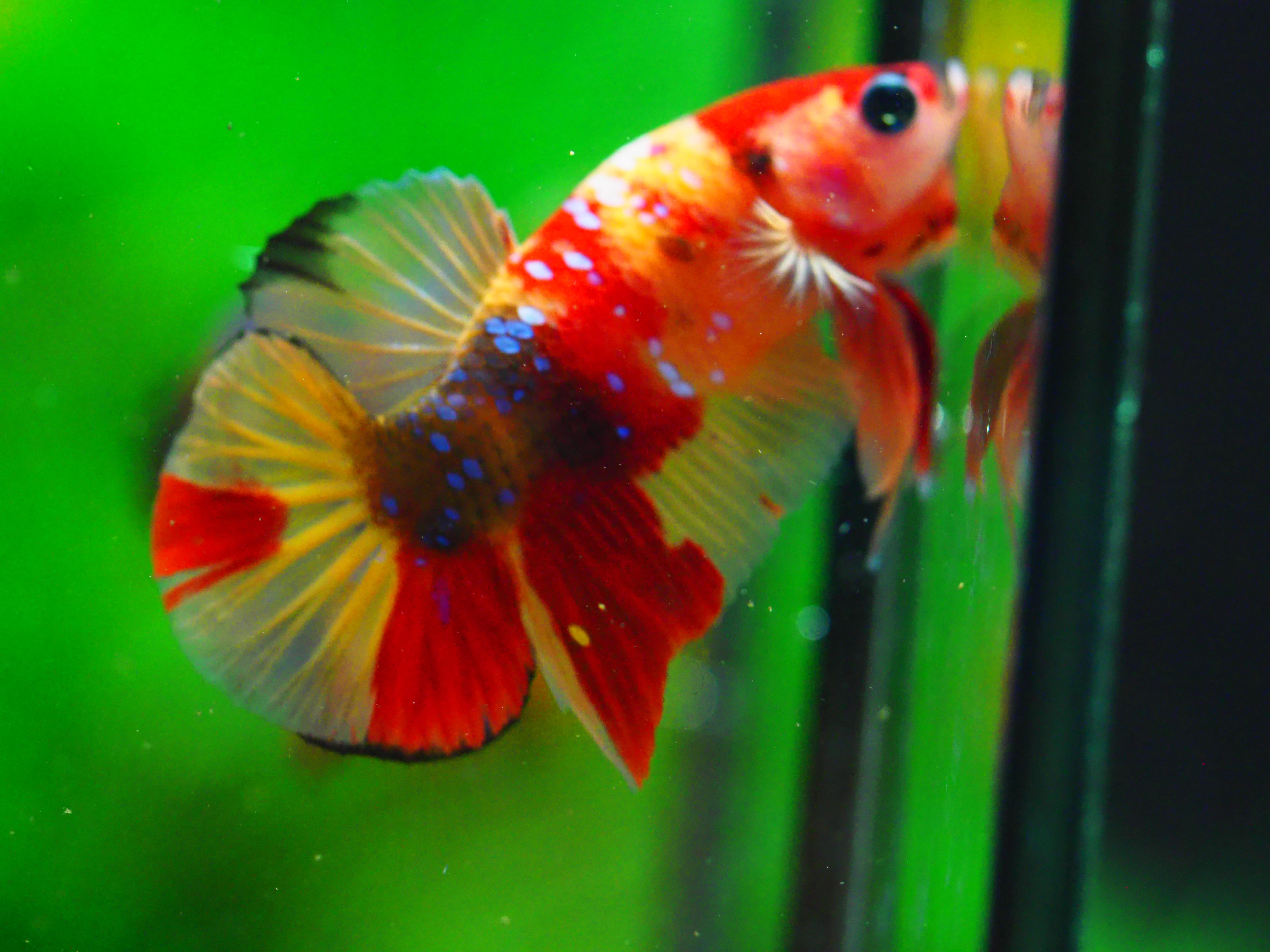 HMPK NEMO MALE GRADE A +++