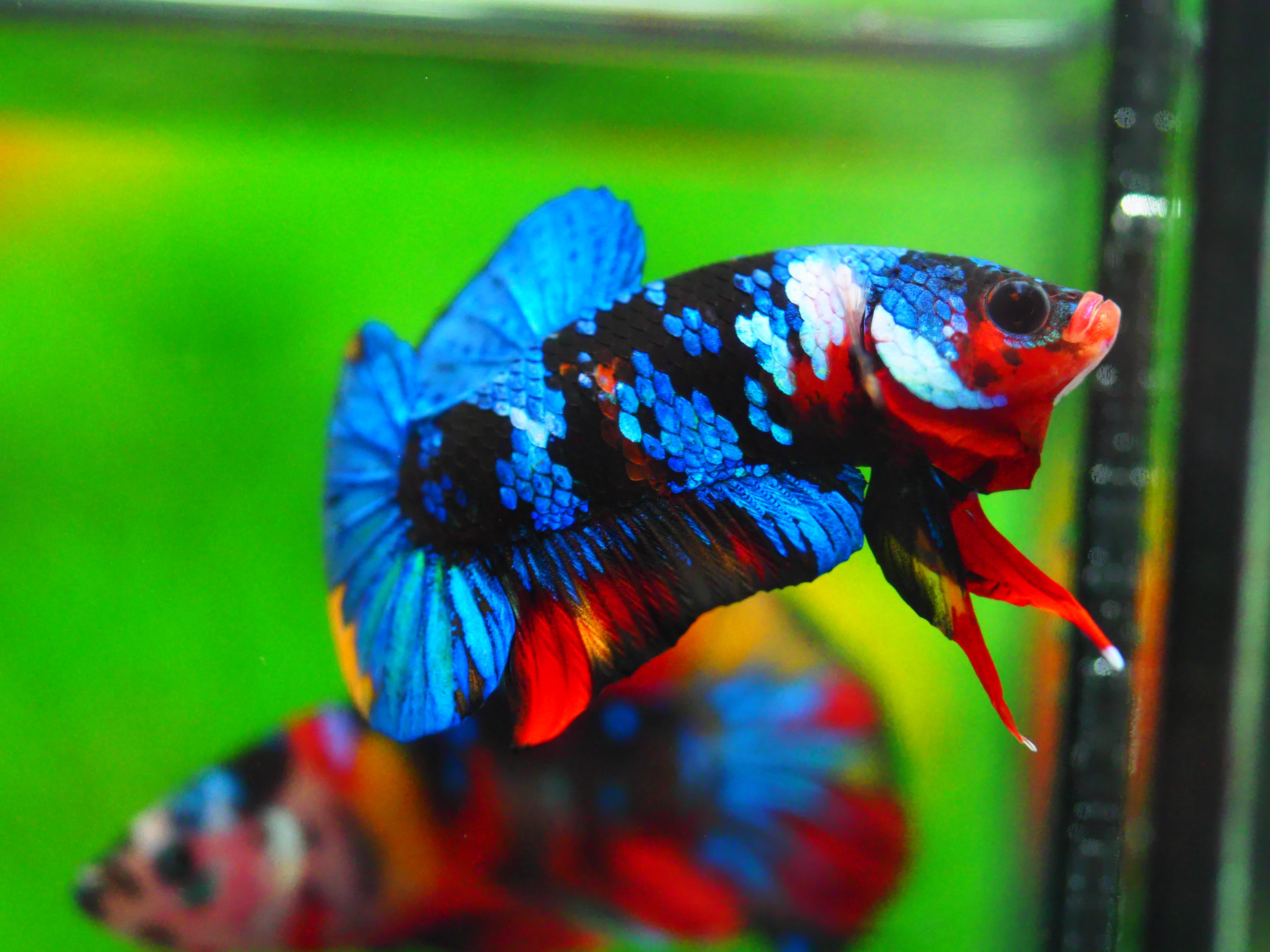 HMPK KOI GALAXY MALE GRADE A +++