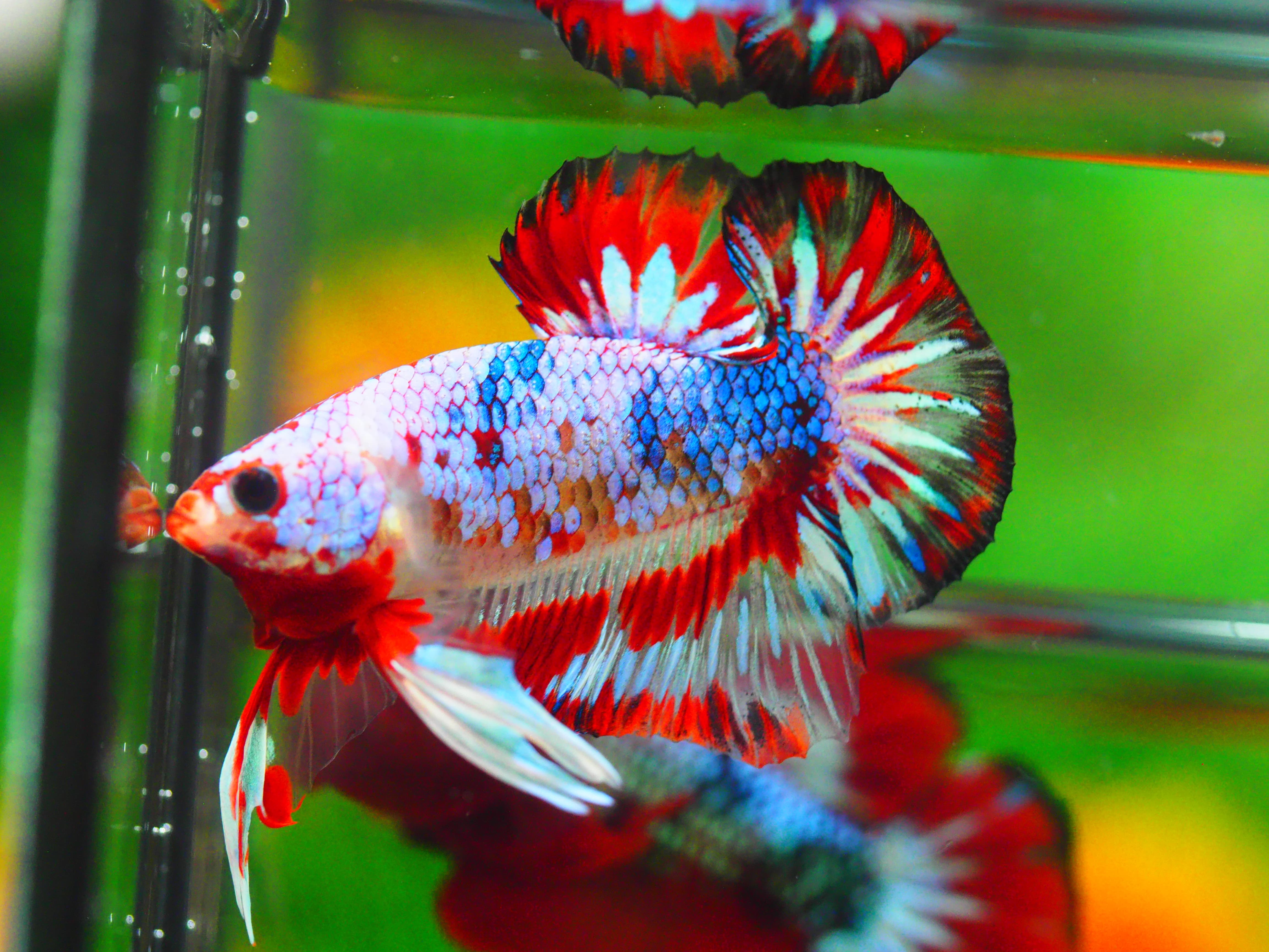 HMPK FANCY MALE GRADE A +++