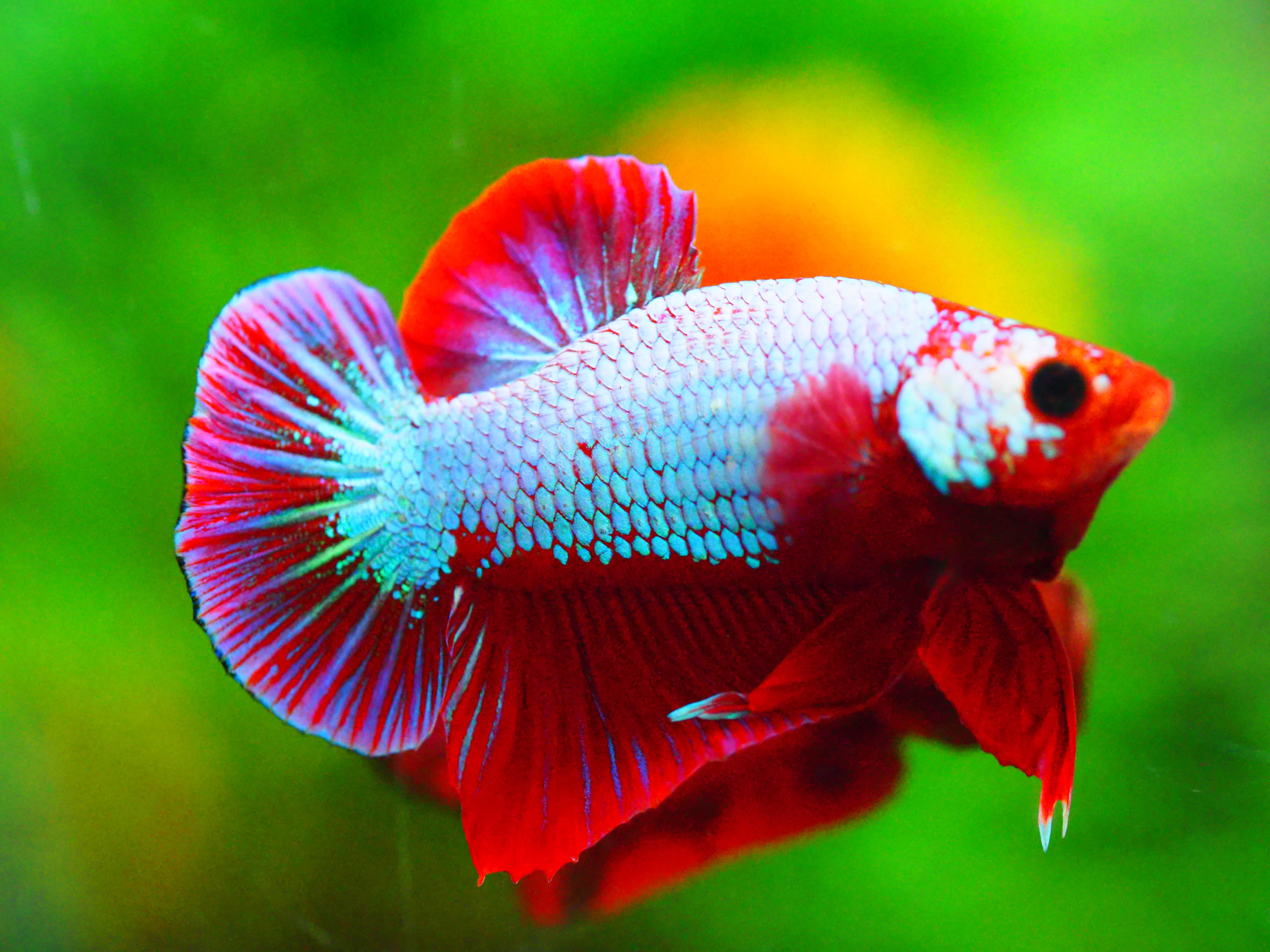 HMPK FANCY MALE GRADE A +++