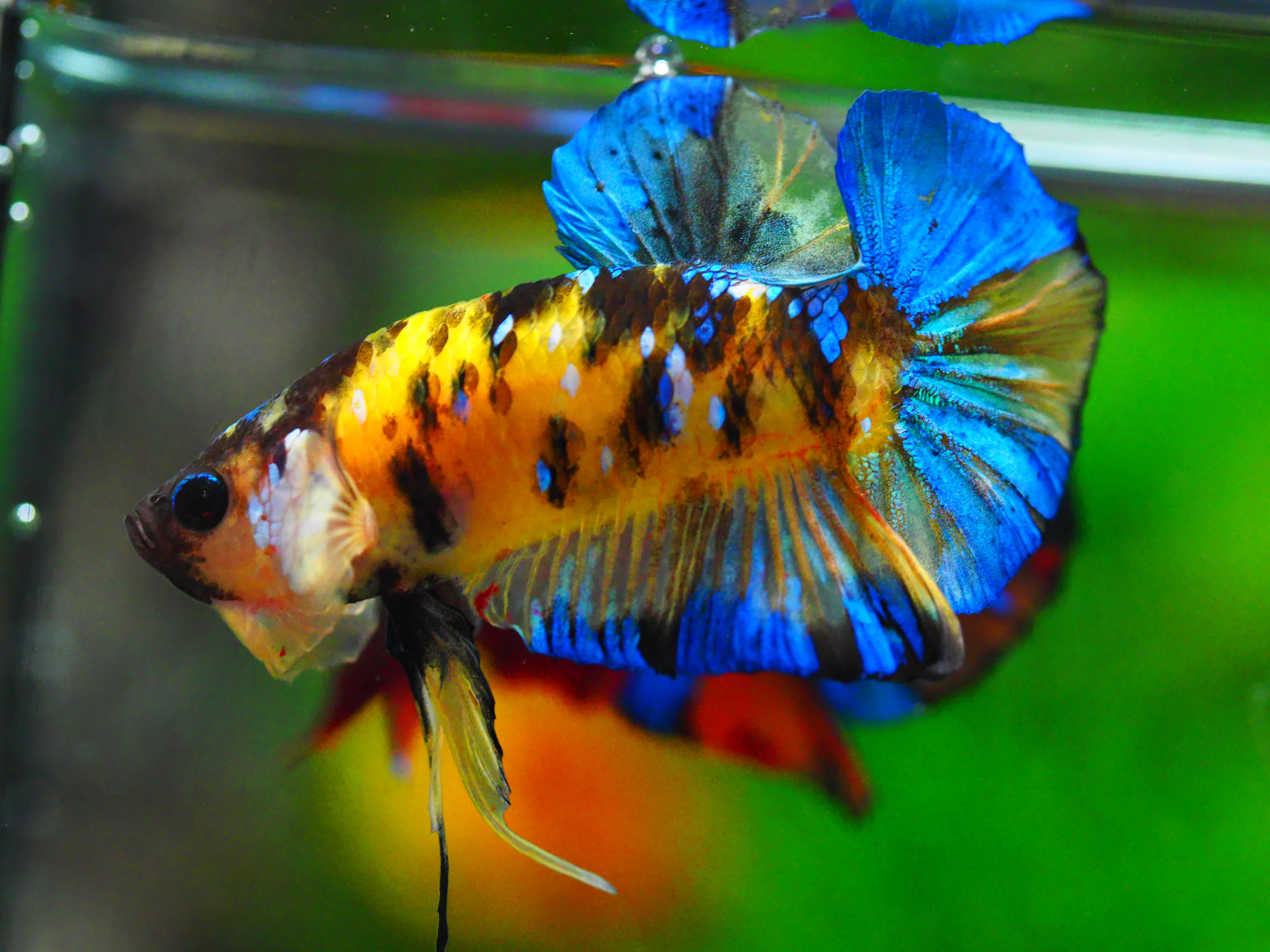 HMPK KOI YELLOW MALE GRADE A +++