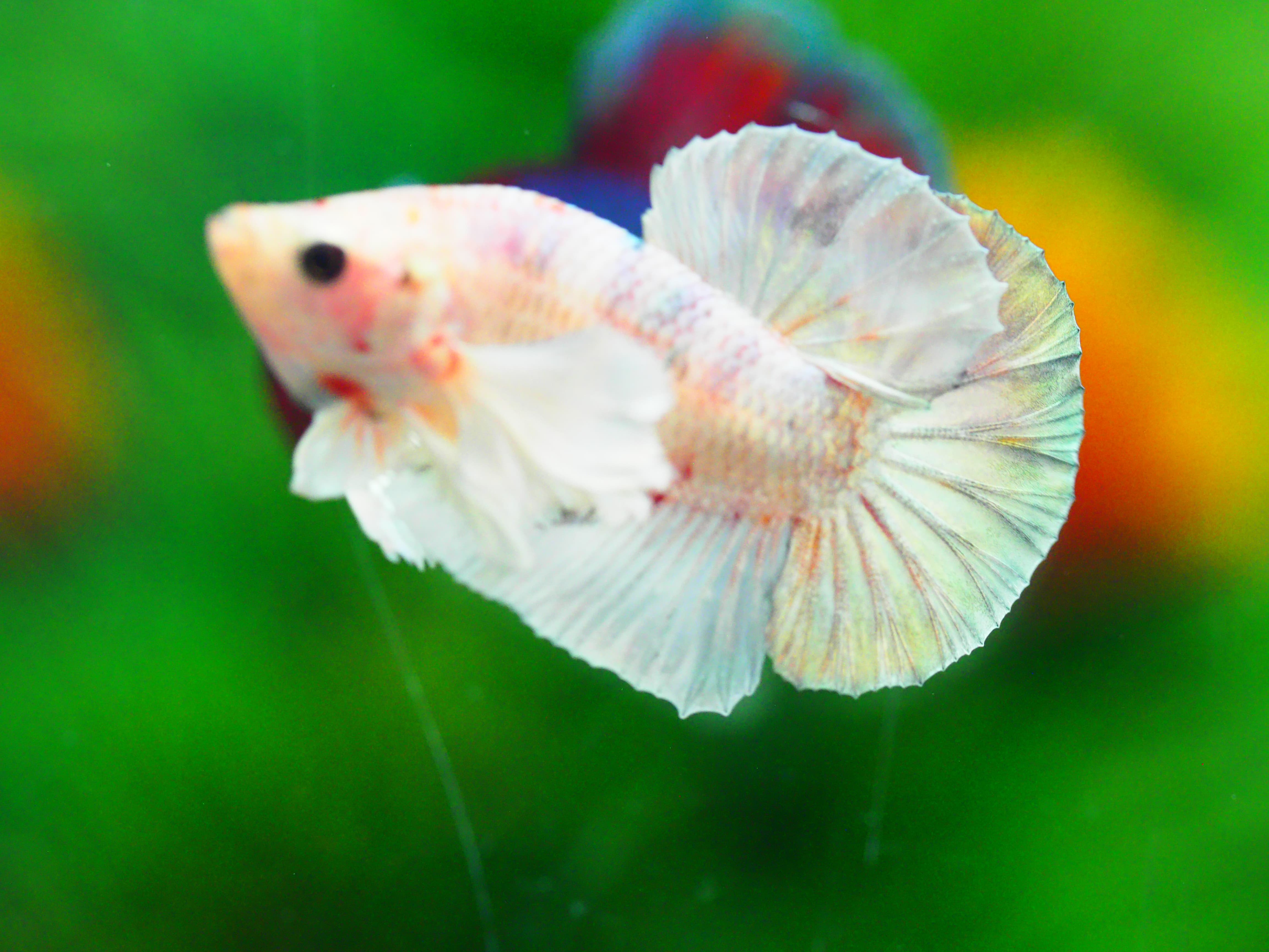 HMPK DUMBO MALE GRADE A +++