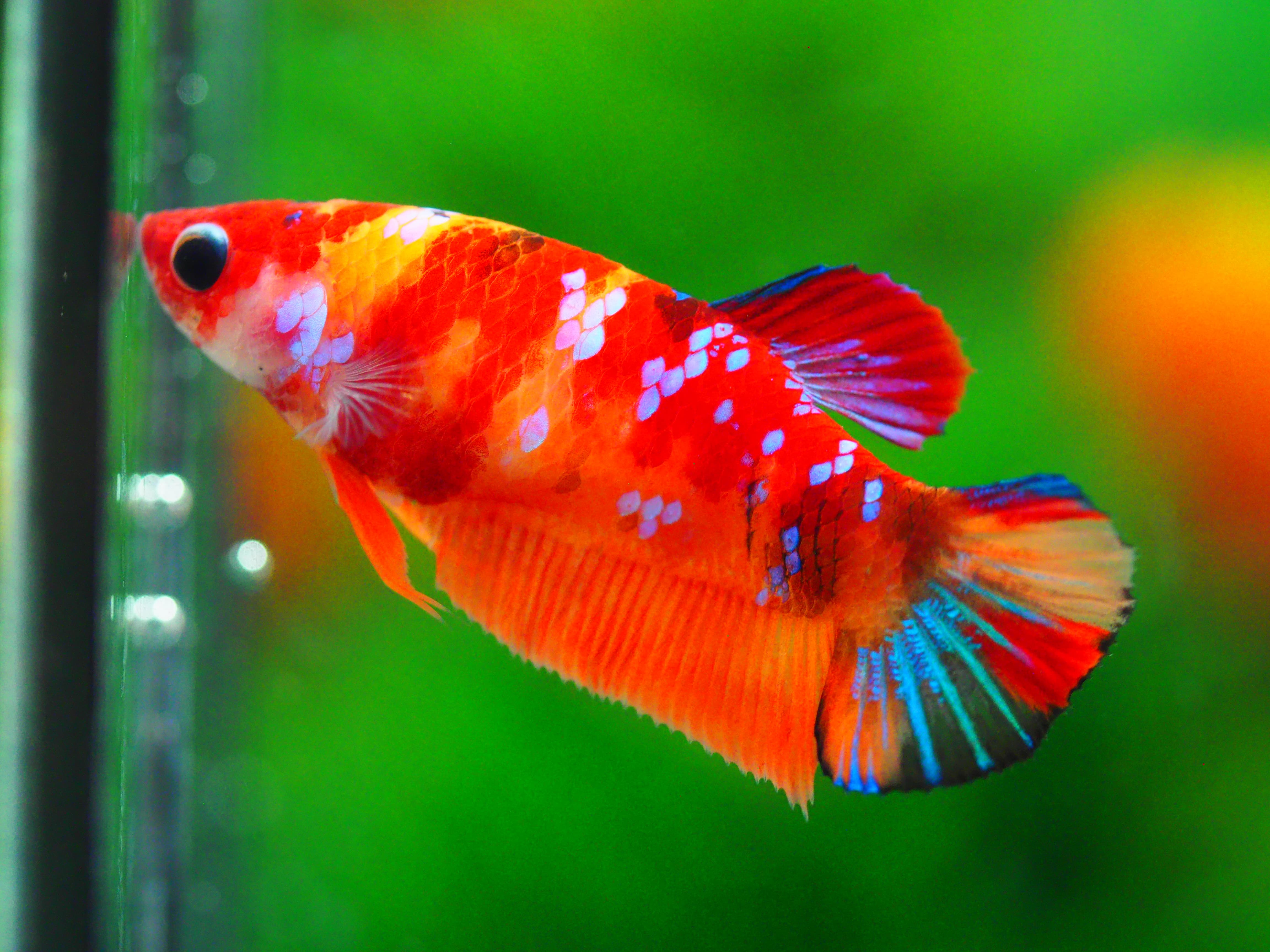 HMPK NEMO GLAXY GRADE A++ FEMALE