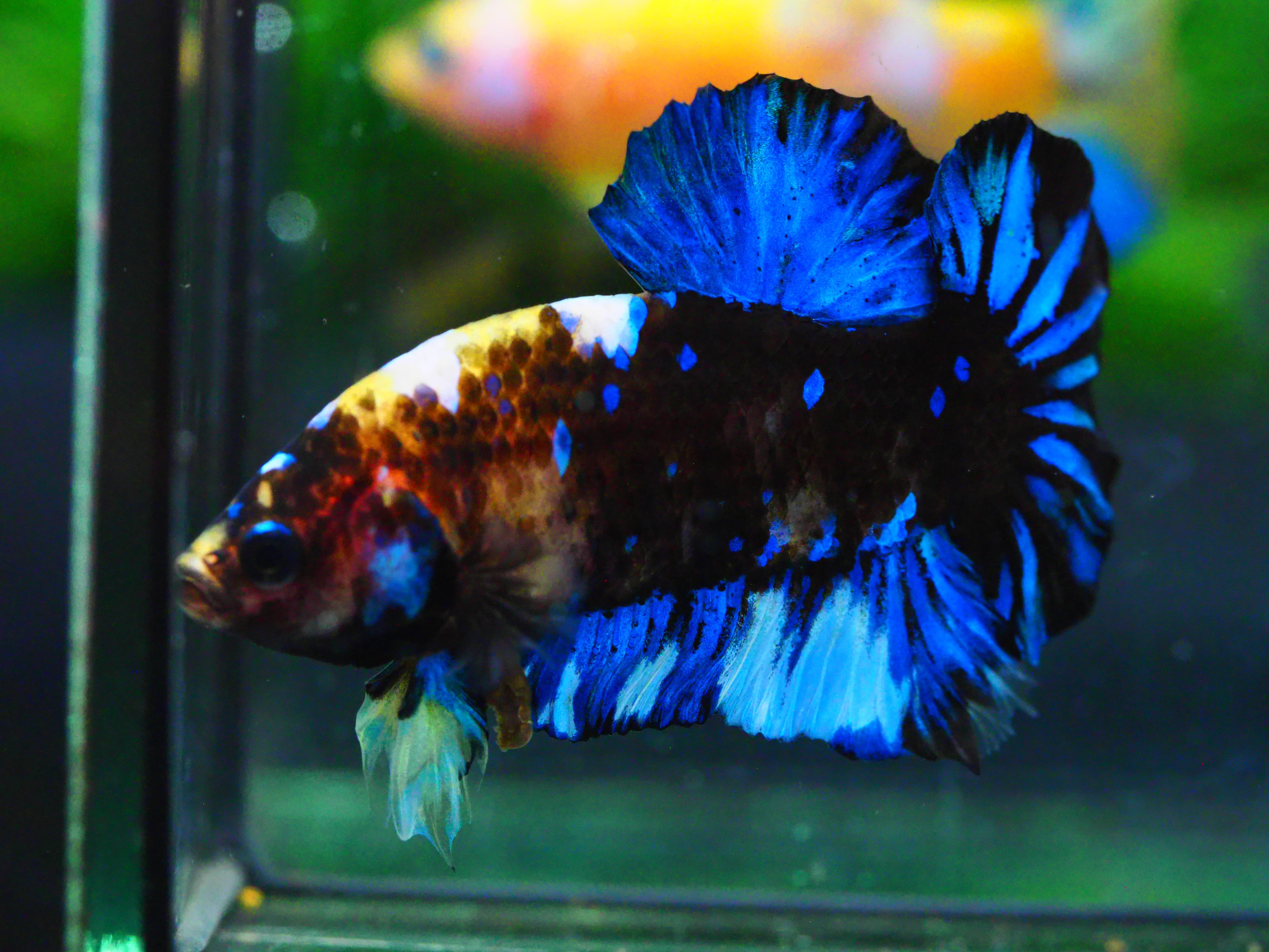 HMPK KOI GALAXY MALE GRADE A +++