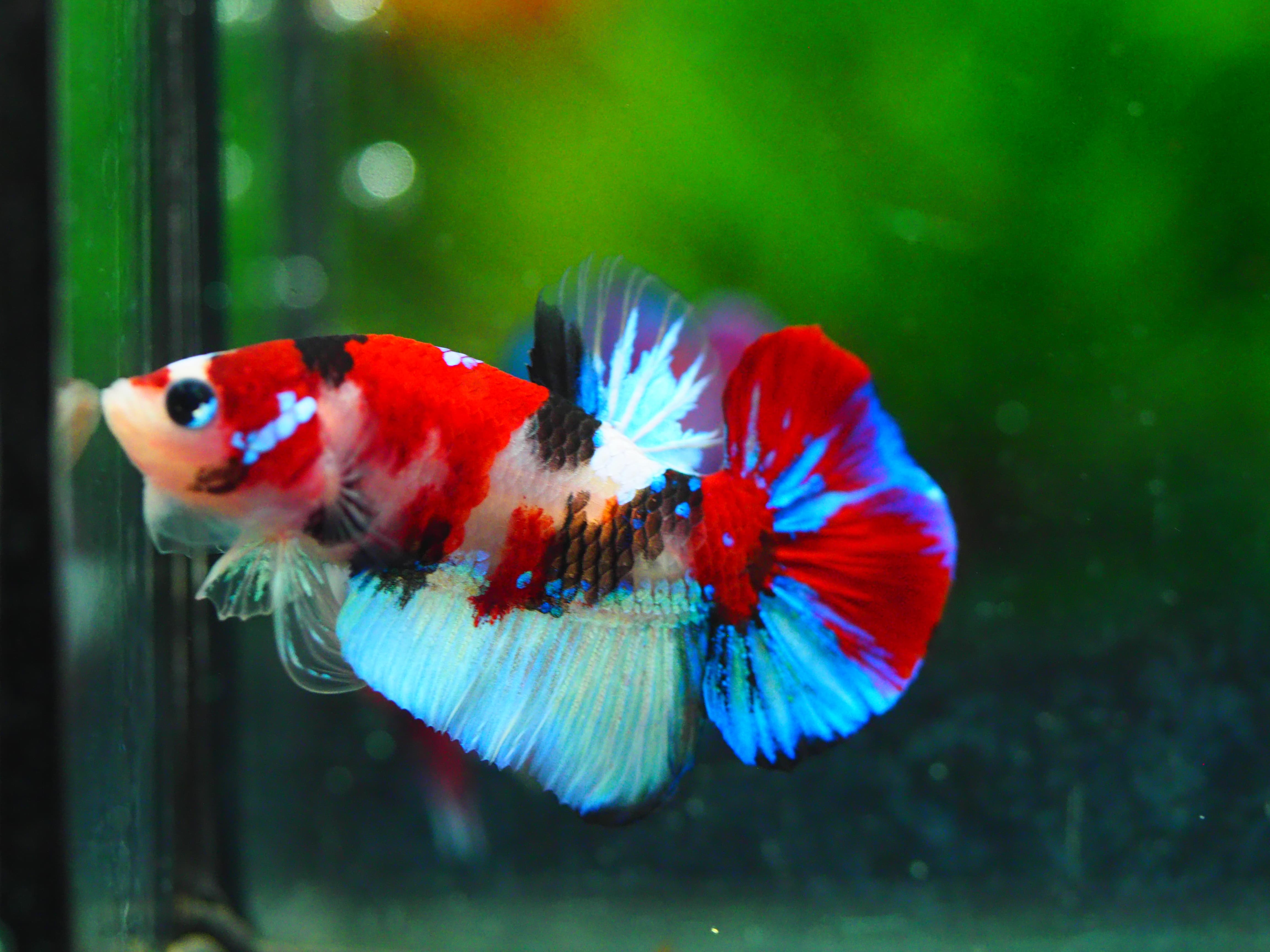 HMPK KOI GALAXY MALE GRADE A++