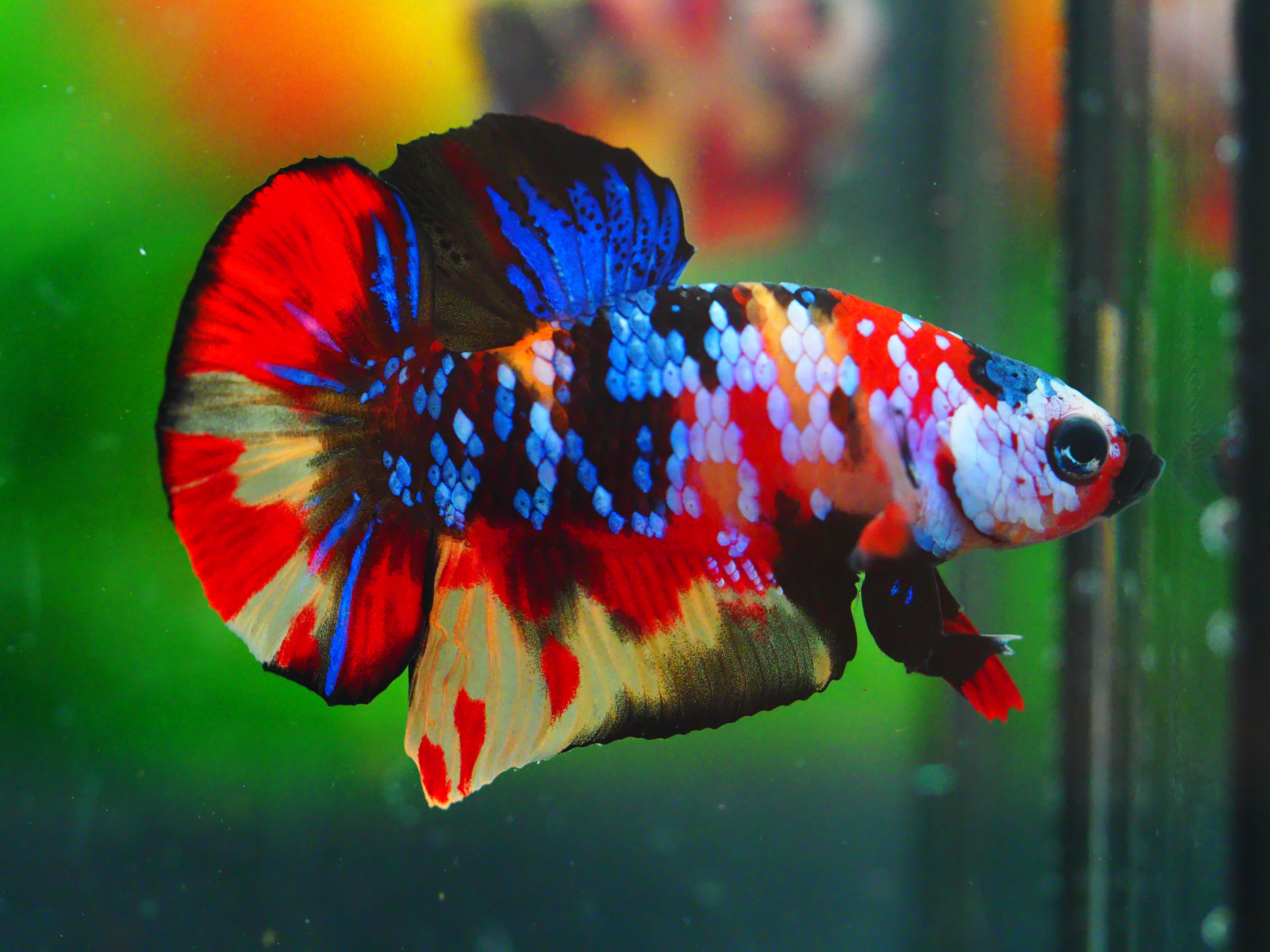 HMPK NEMO GALAXY MALE GRADE A +++