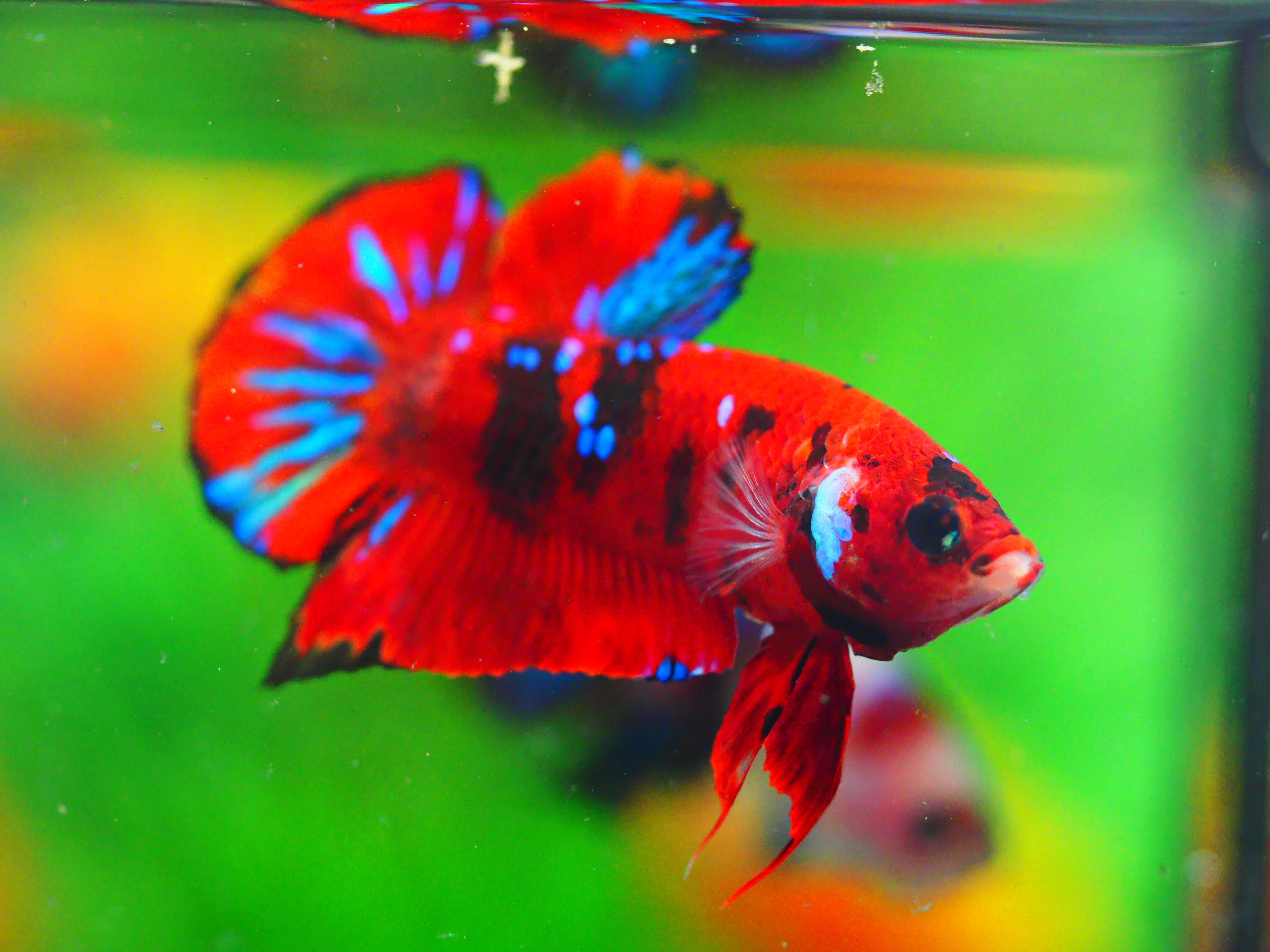 HMPK KOI GALAXY MALE GRADE A +++