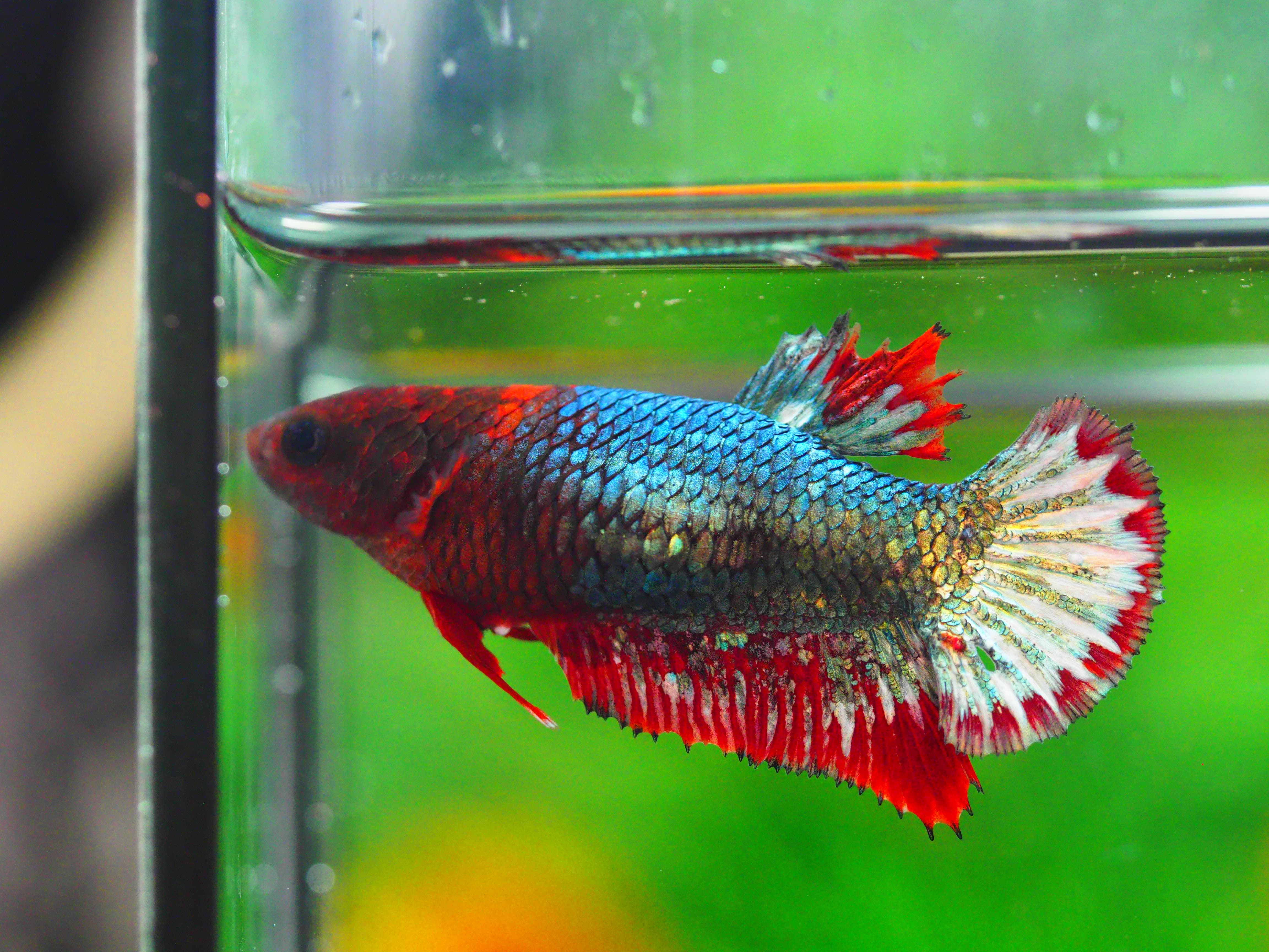 HMPK HELL COPPER GRADE A++ FEMALE