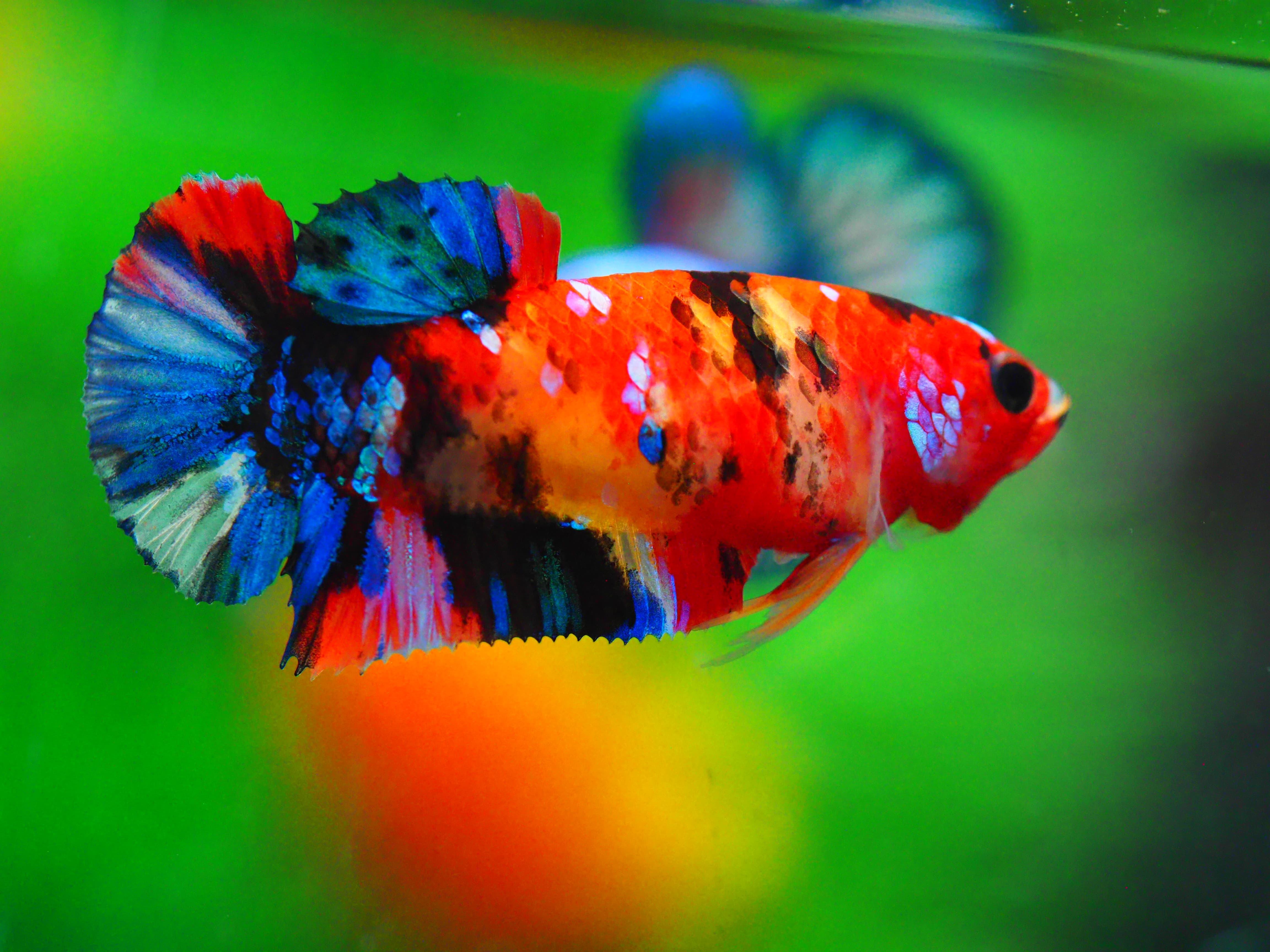 HMPK KOI GALAXY FNMALE GRADE A +++