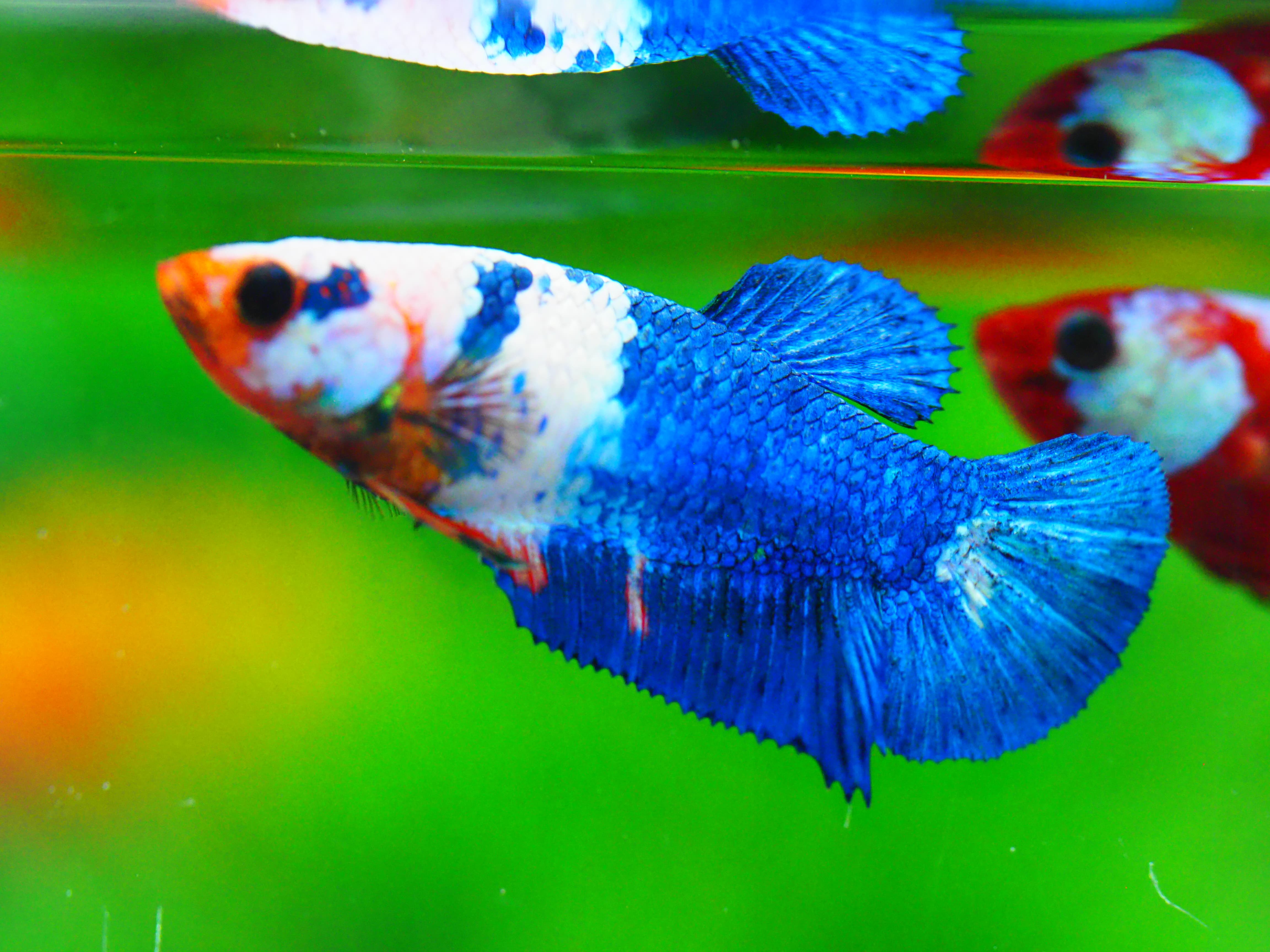 HMPK FANCY FNMALE GRADE A +++