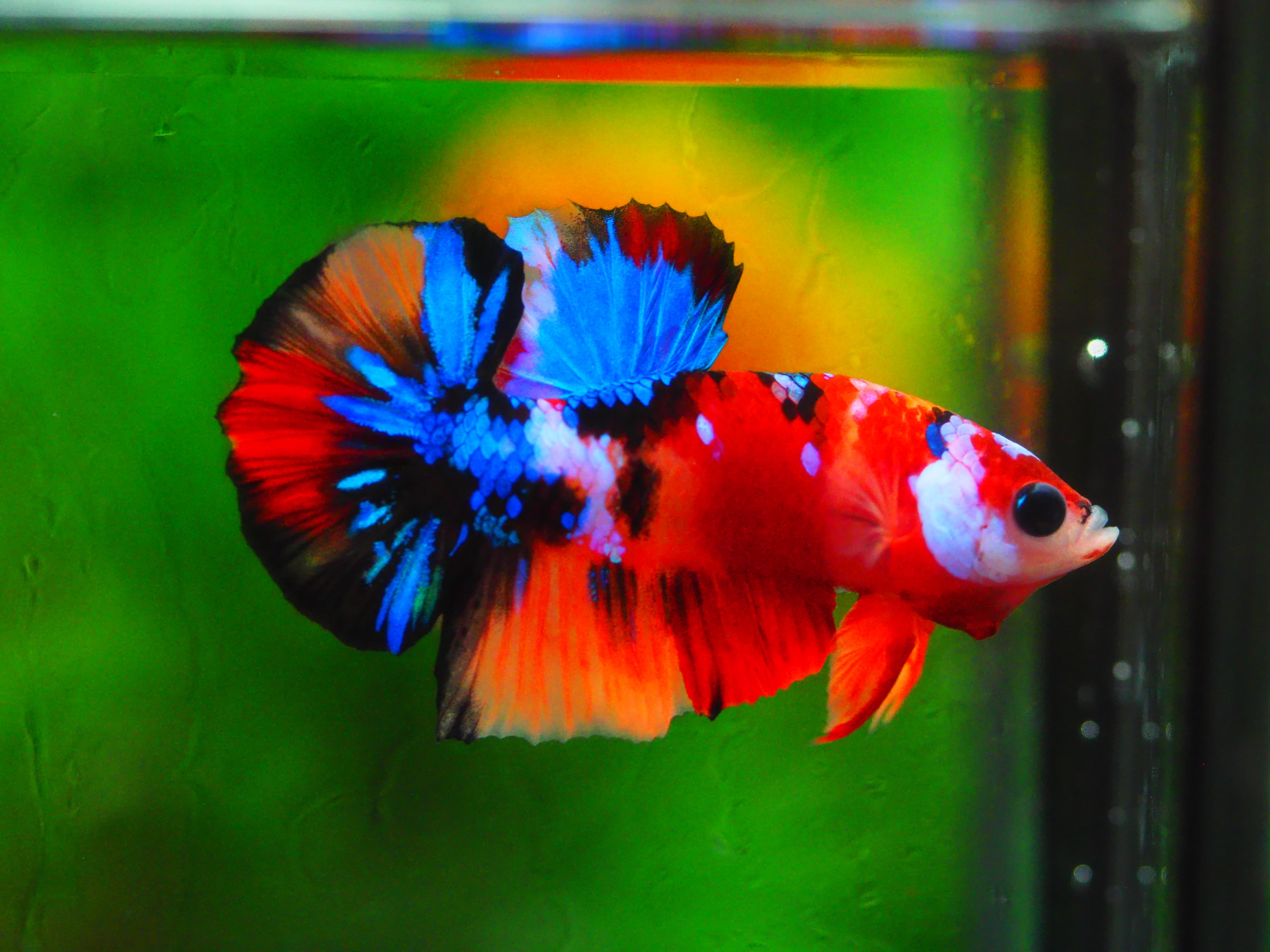 HMPK KOI GALAXY MALE GRADE A +++