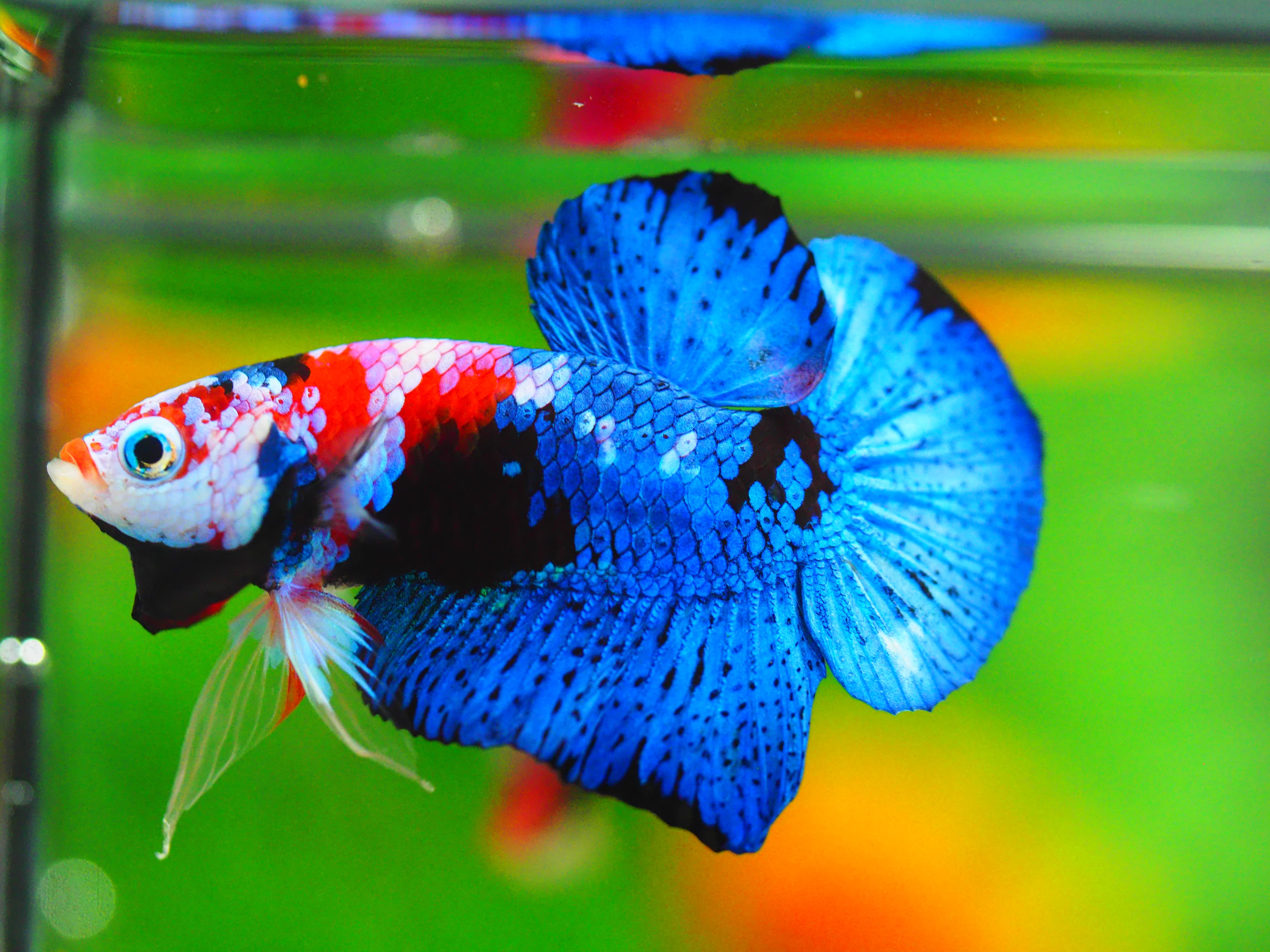 HMPK KOI GALAXY MALE GRADE A++