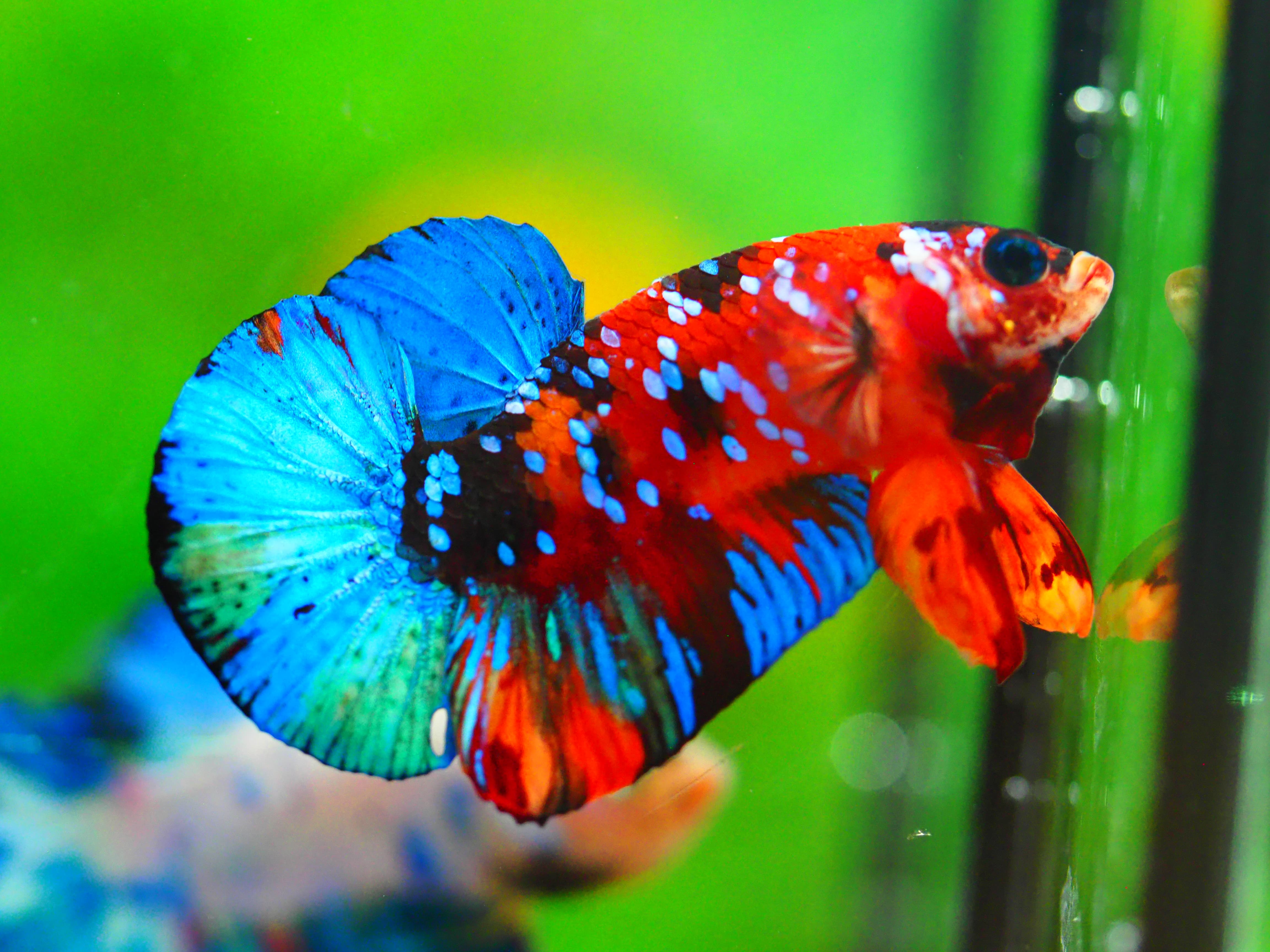 HMPK NEMO GALAXY MALE GRADE A +++