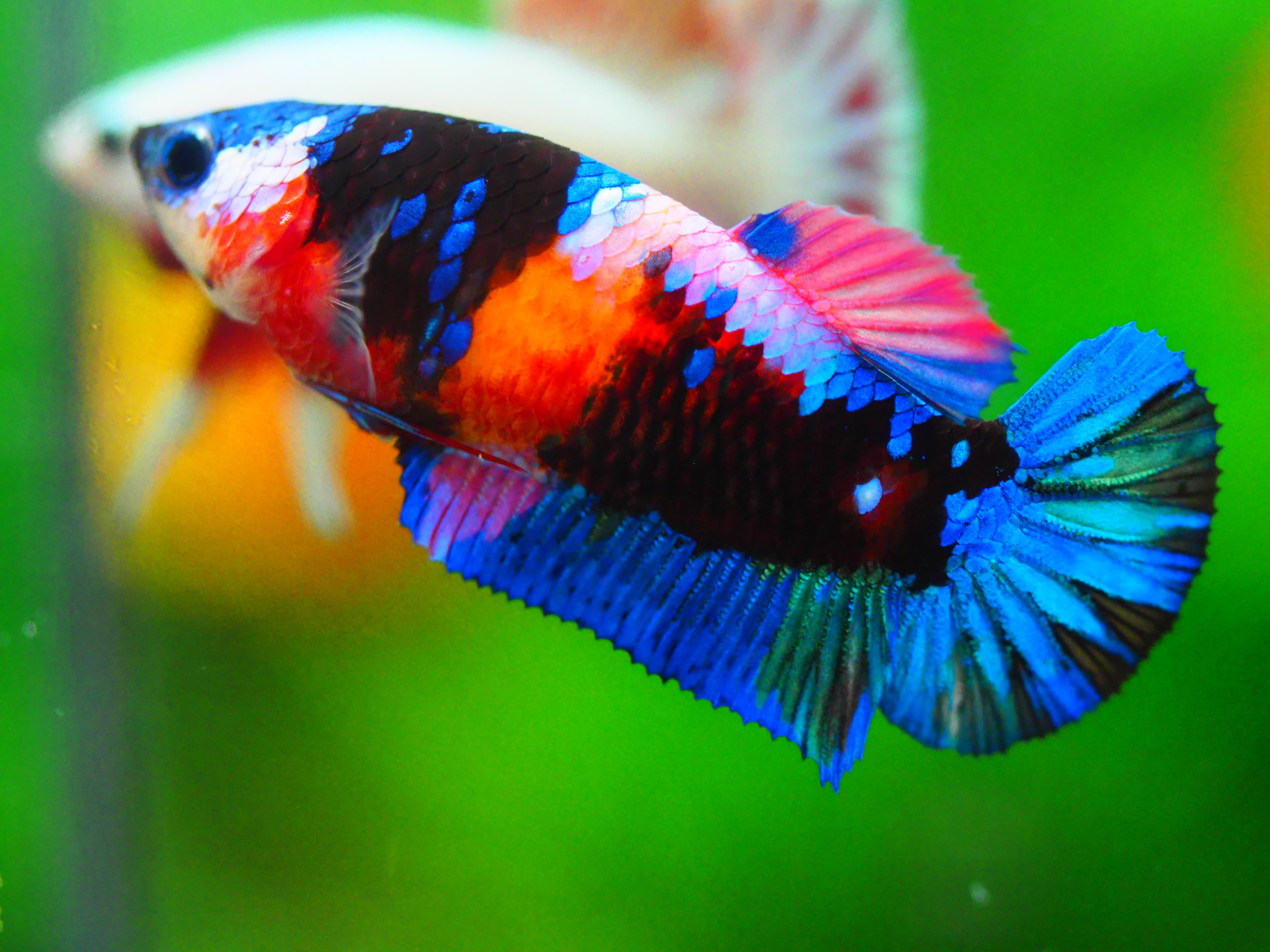 HMPK KOI GALAXY FN MALE GRADE A +++