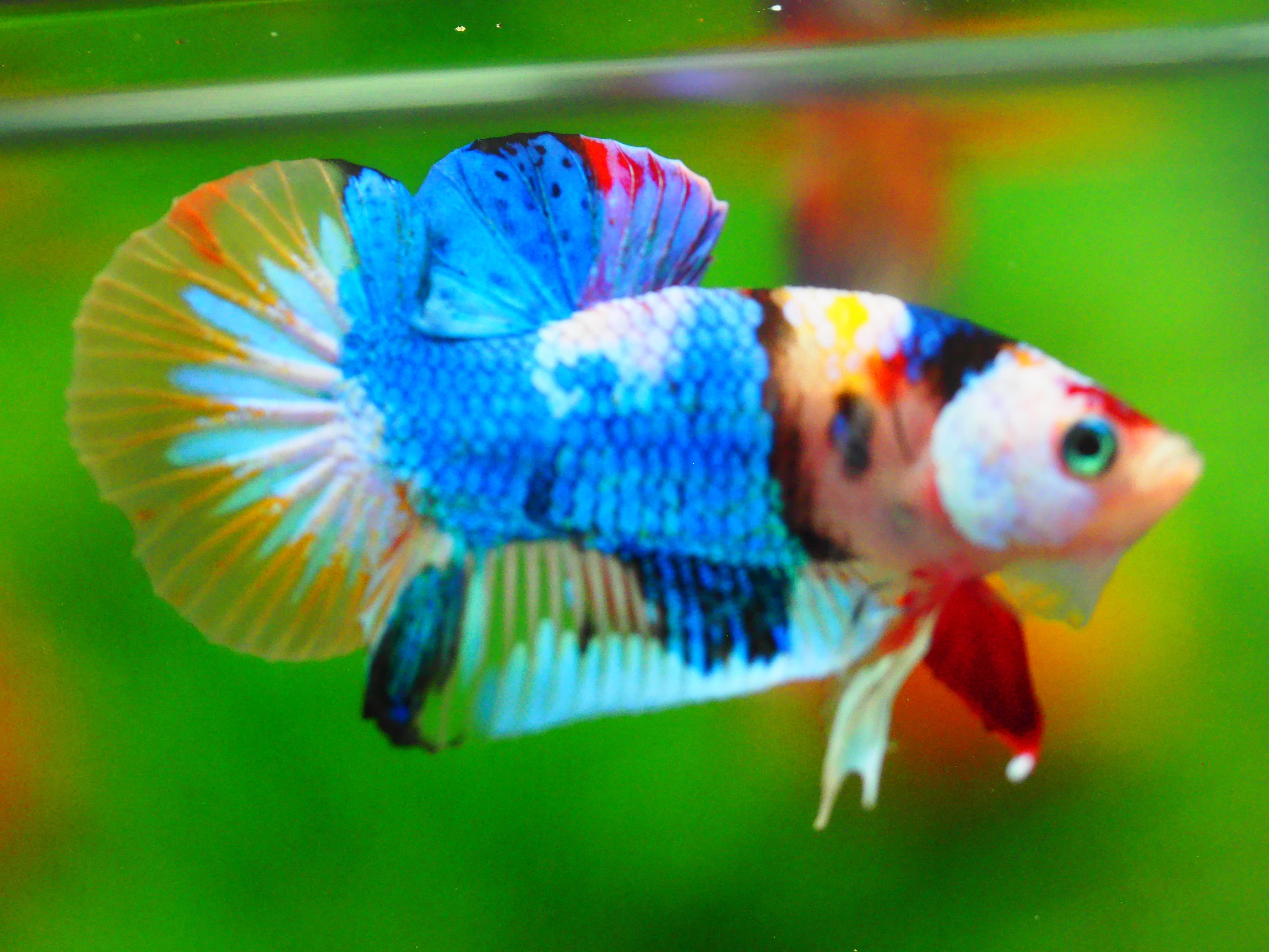 HMPK KOI GALAXY MALE GRADE A +++