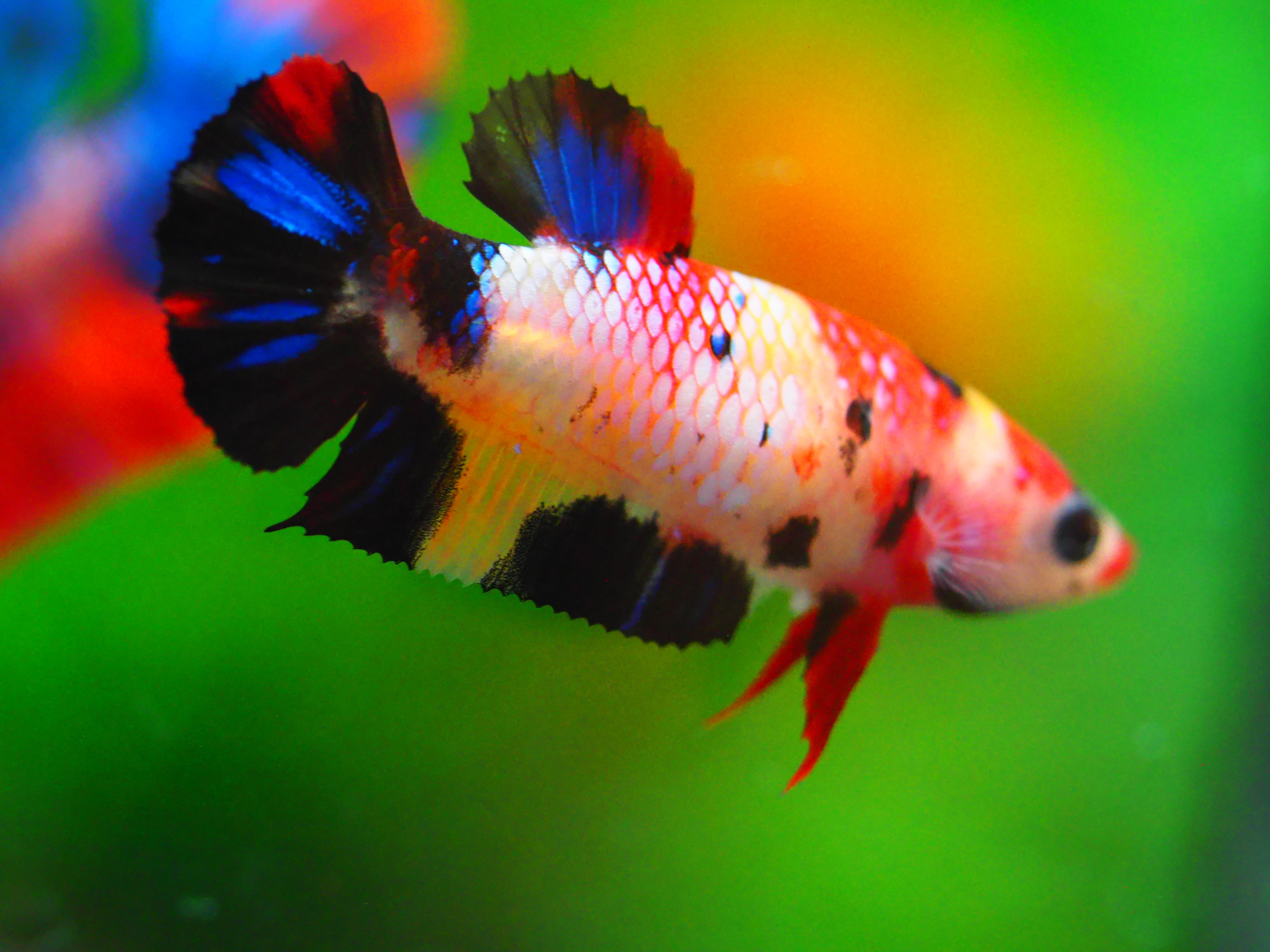 HMPK KOI GALAXY FNMALE GRADE A +++