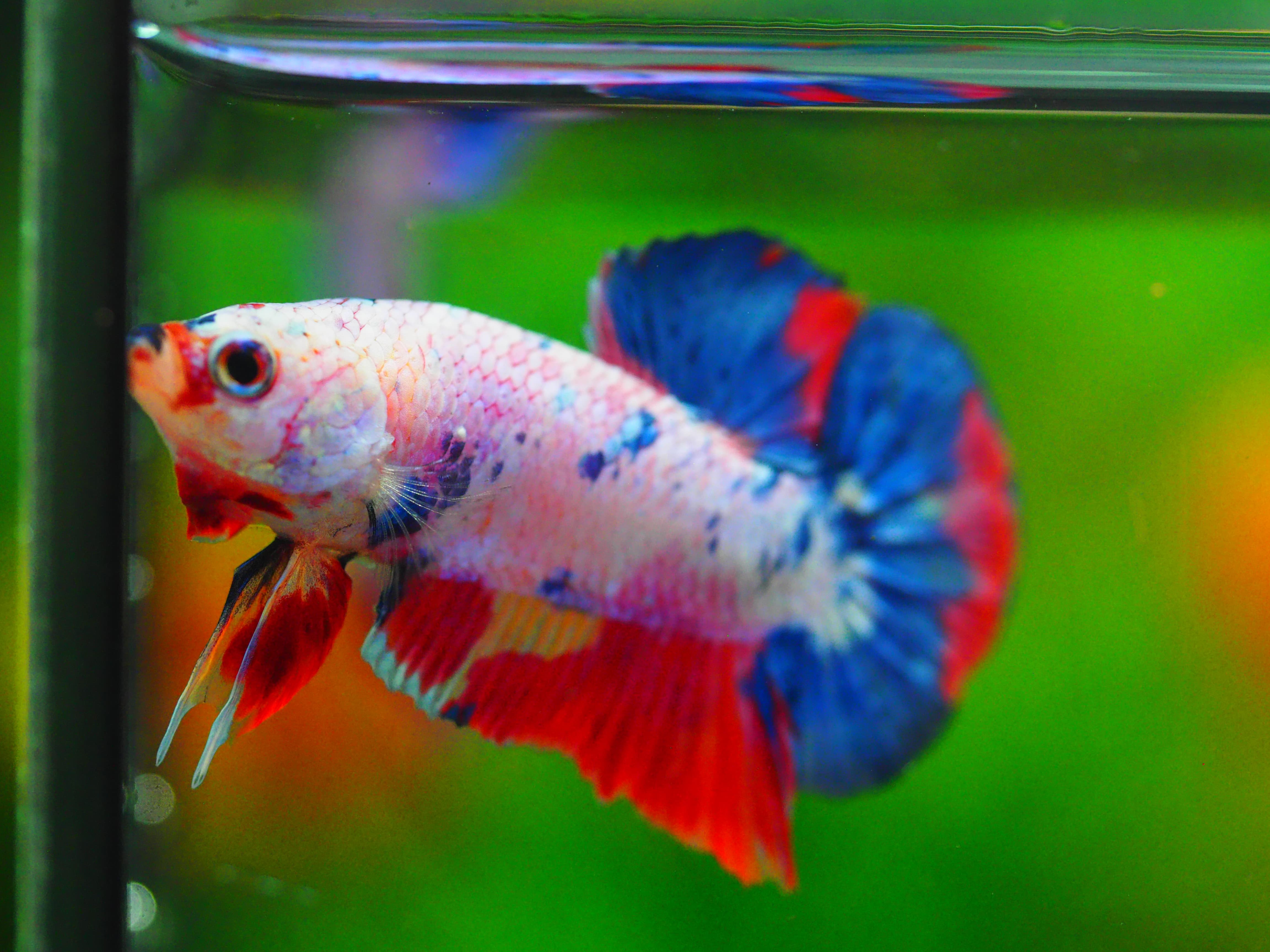 HMPK CANDY MALE GRADE A++