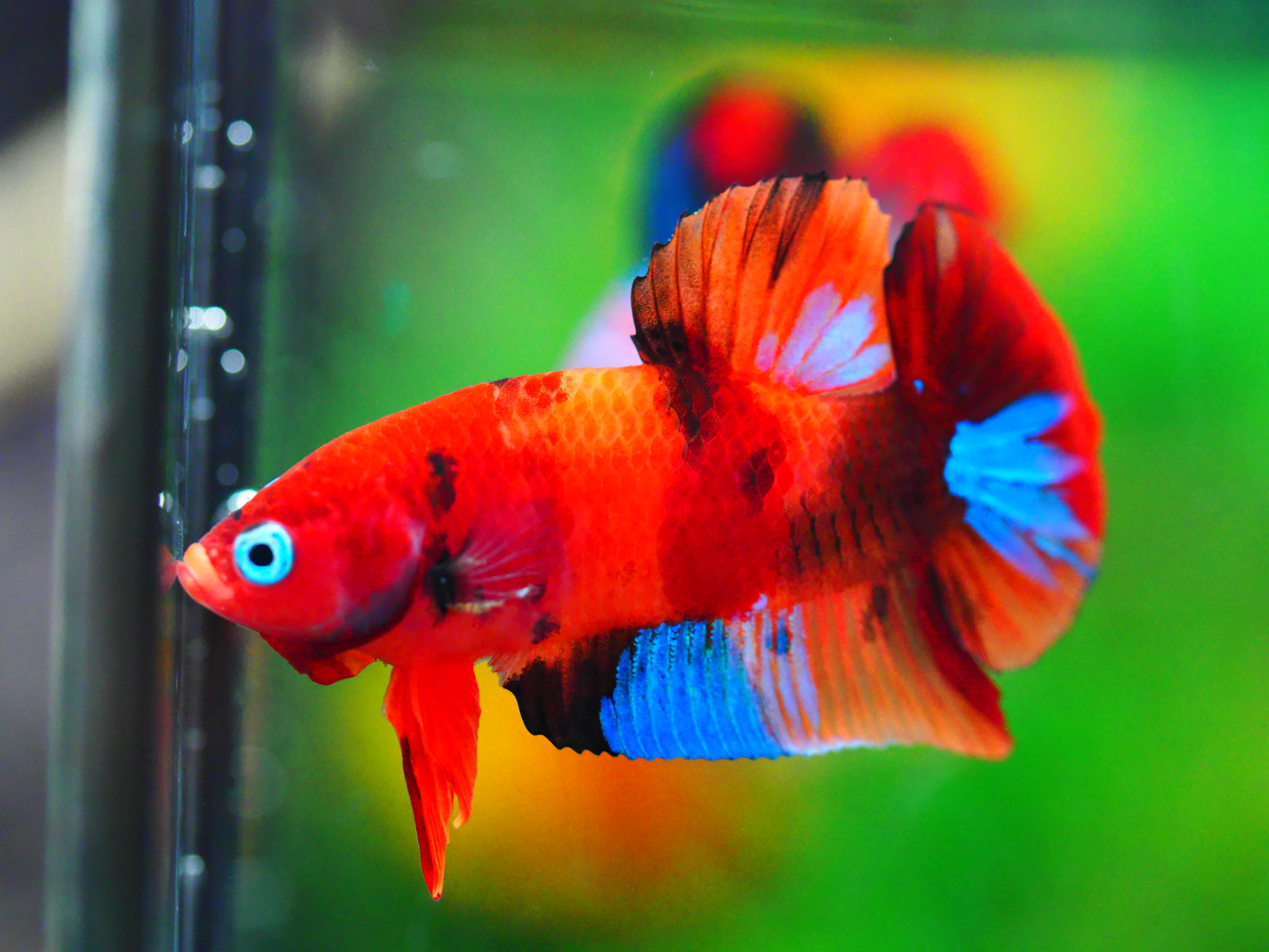 HMPK NEMO GALAXY MALE GRADE A +++