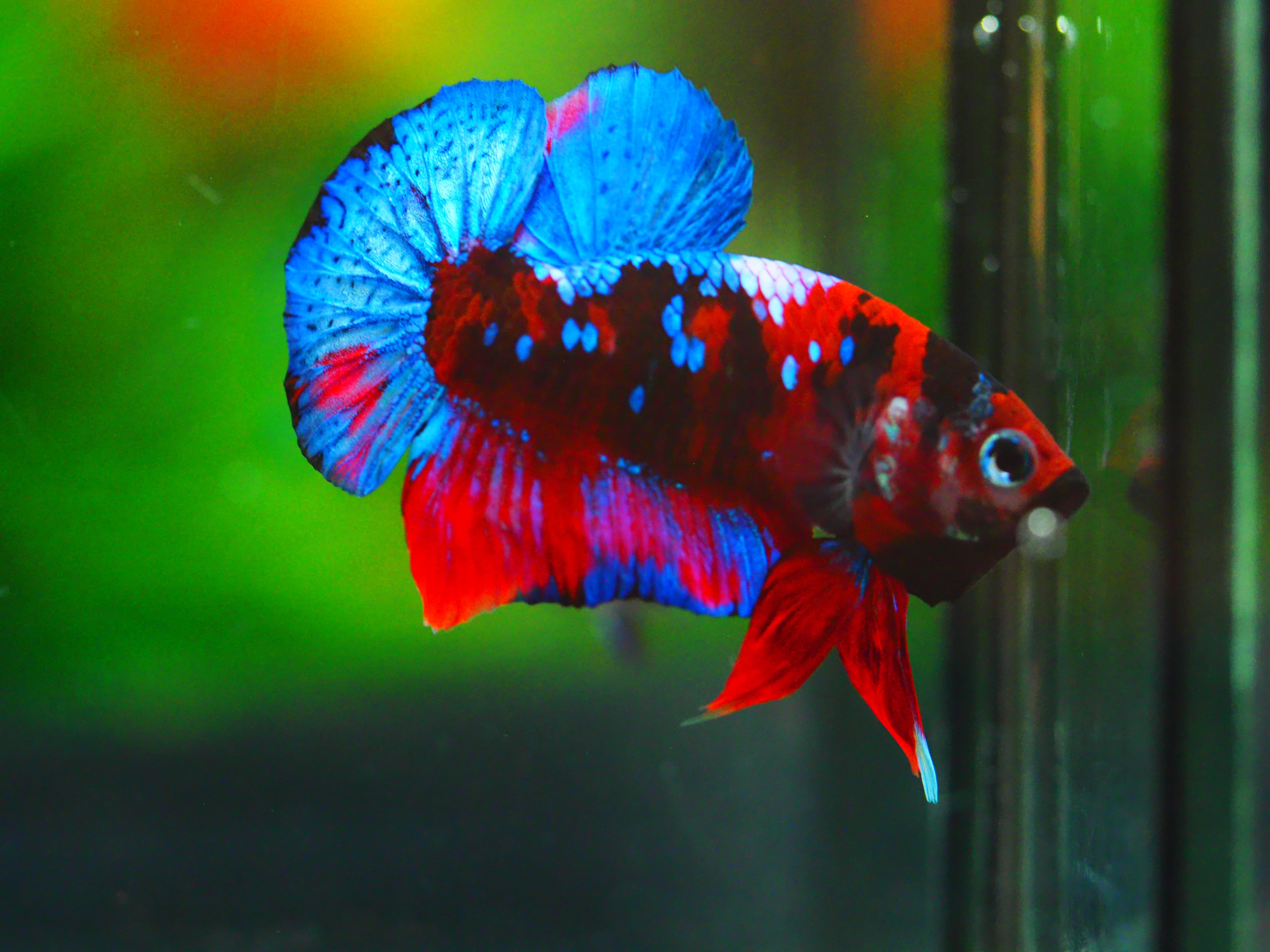 HMPK KOI GALAXY MALE GRADE A +++
