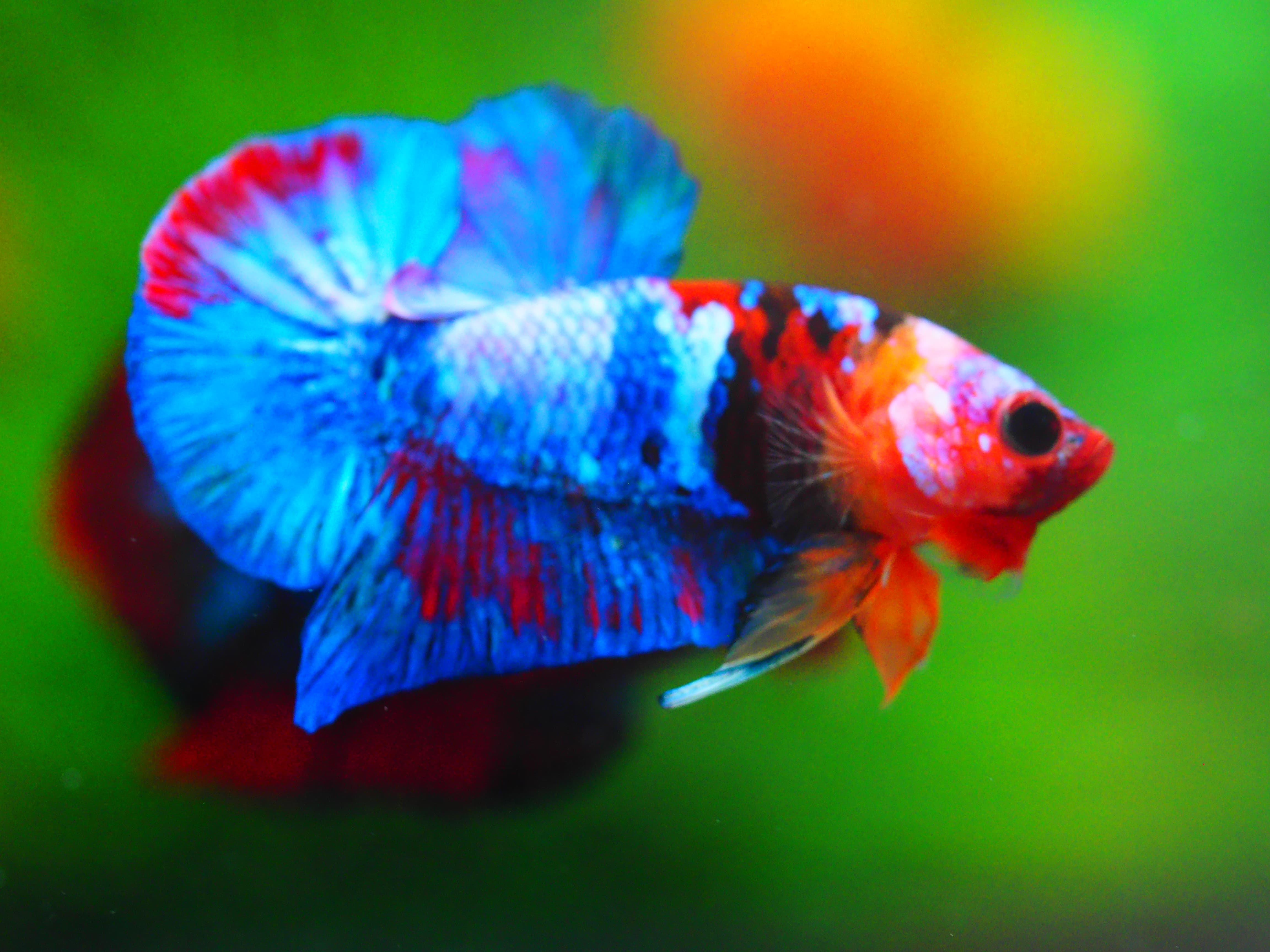 HMPK KOI GALAXY MALE GRADE A++