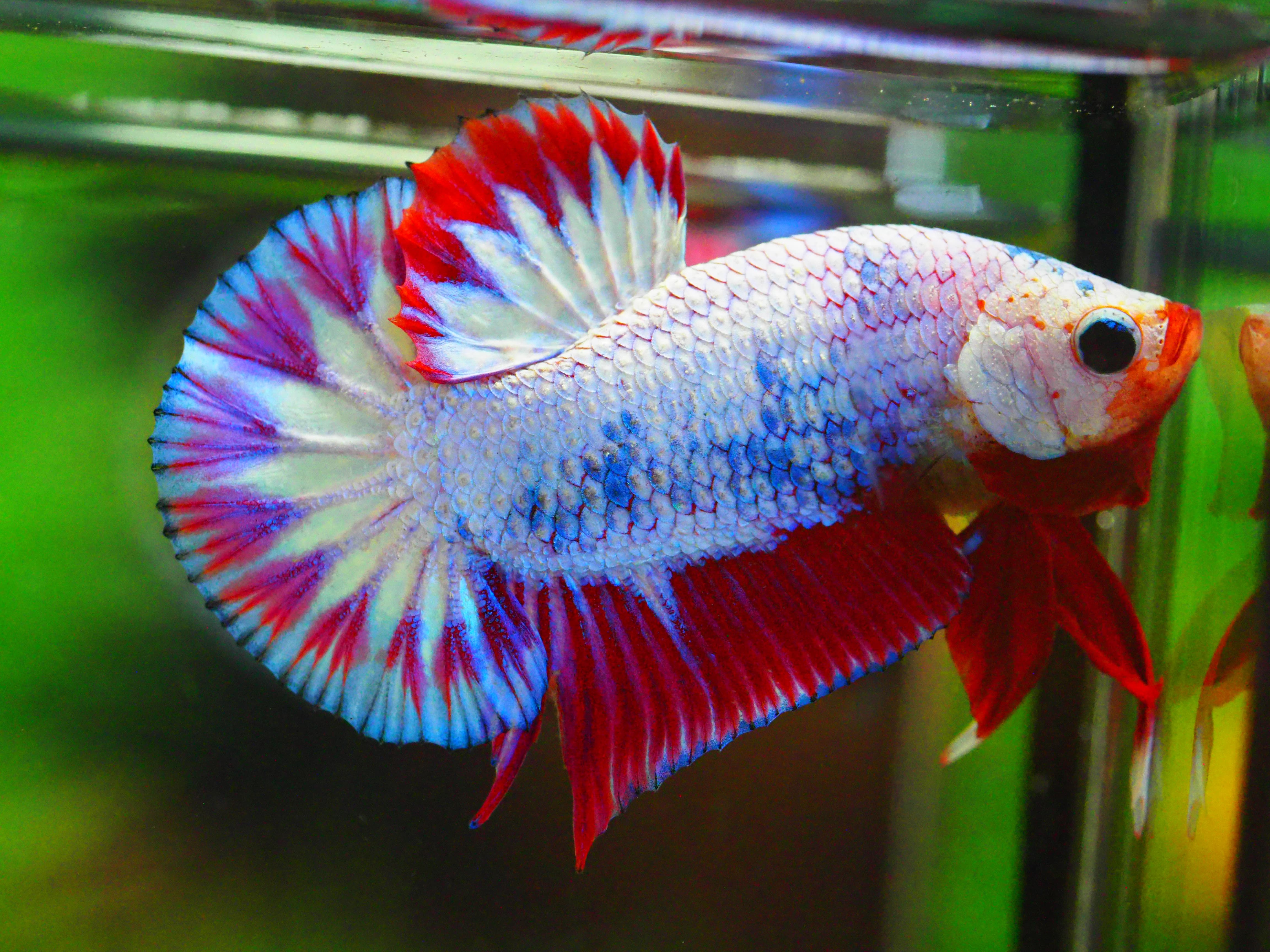 HMPK FANCY MALE GRADE A +++