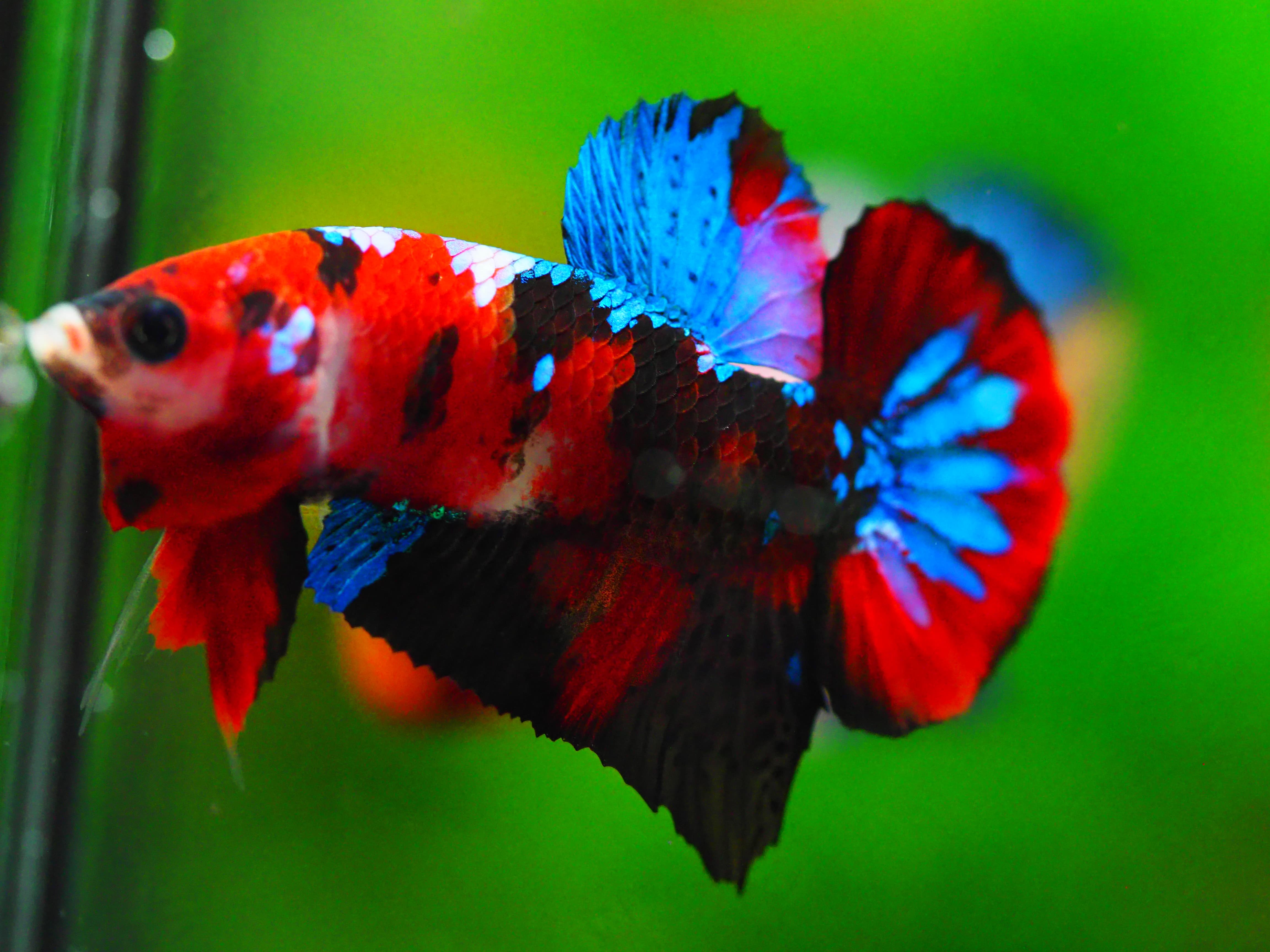 HMPK KOI GALAXY MALE GRADE A +++