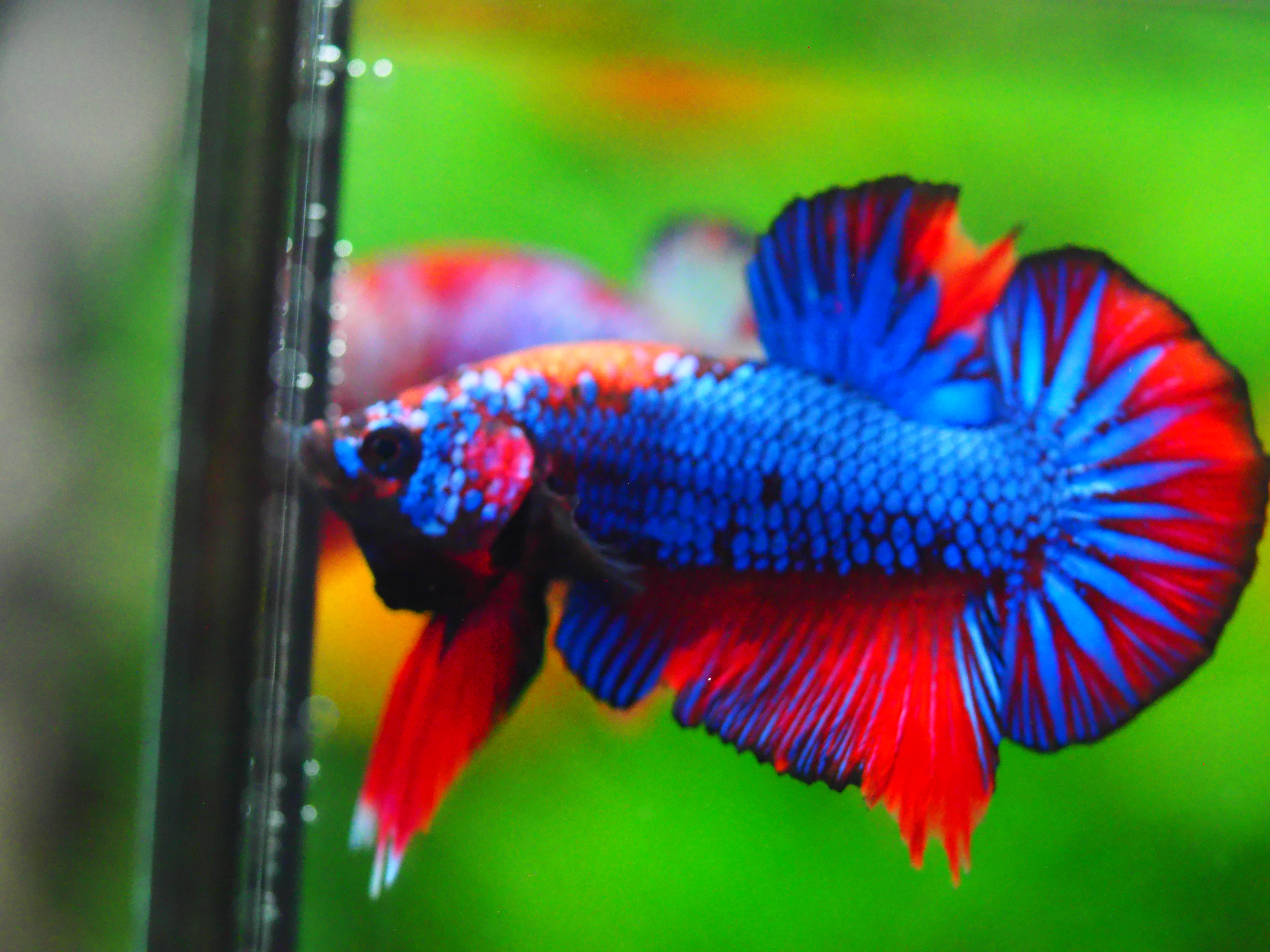 HMPK FANCY MALE GRADE A +++