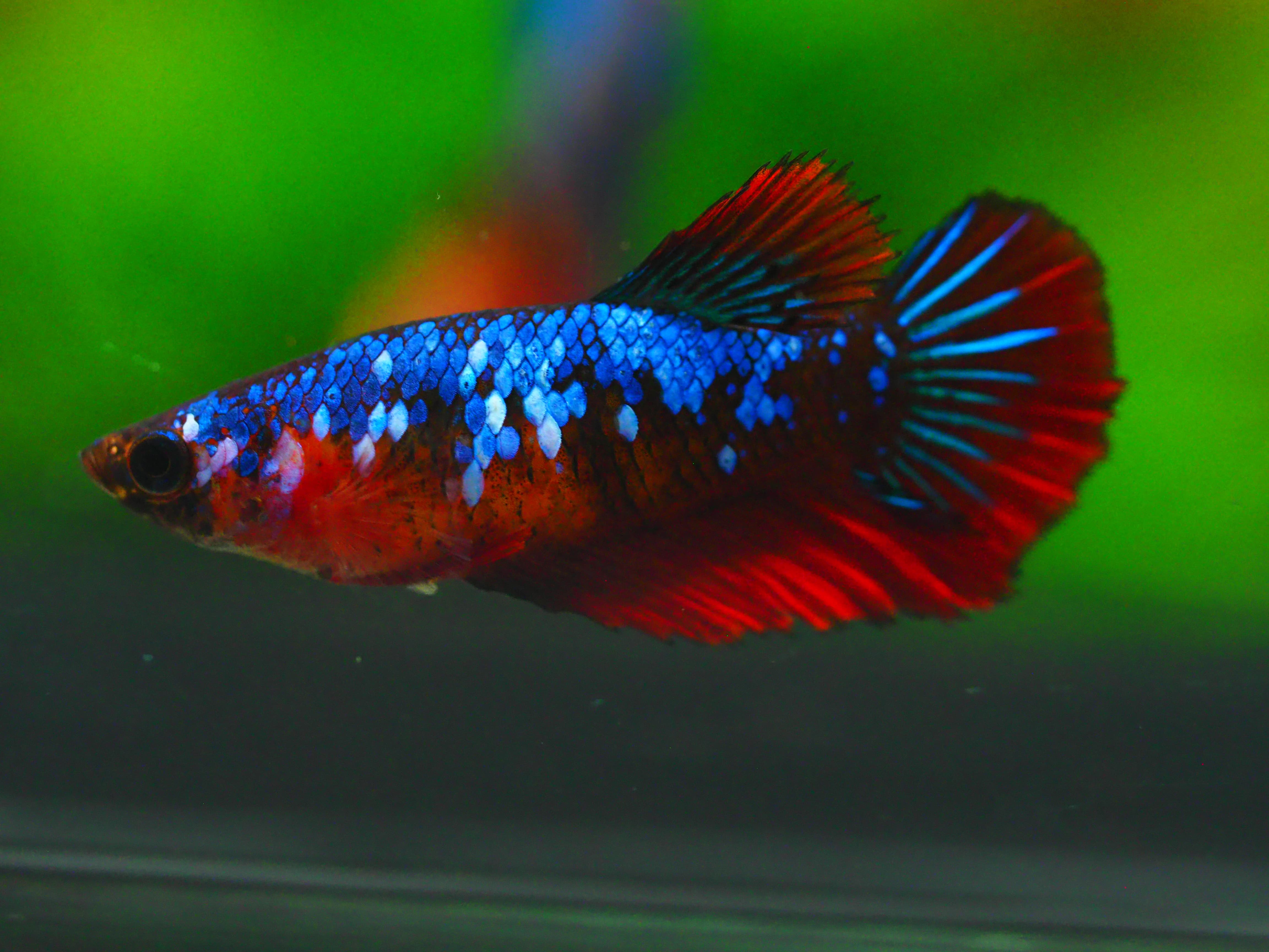 HM KOI GALAXY FN MALE GRADE A +++