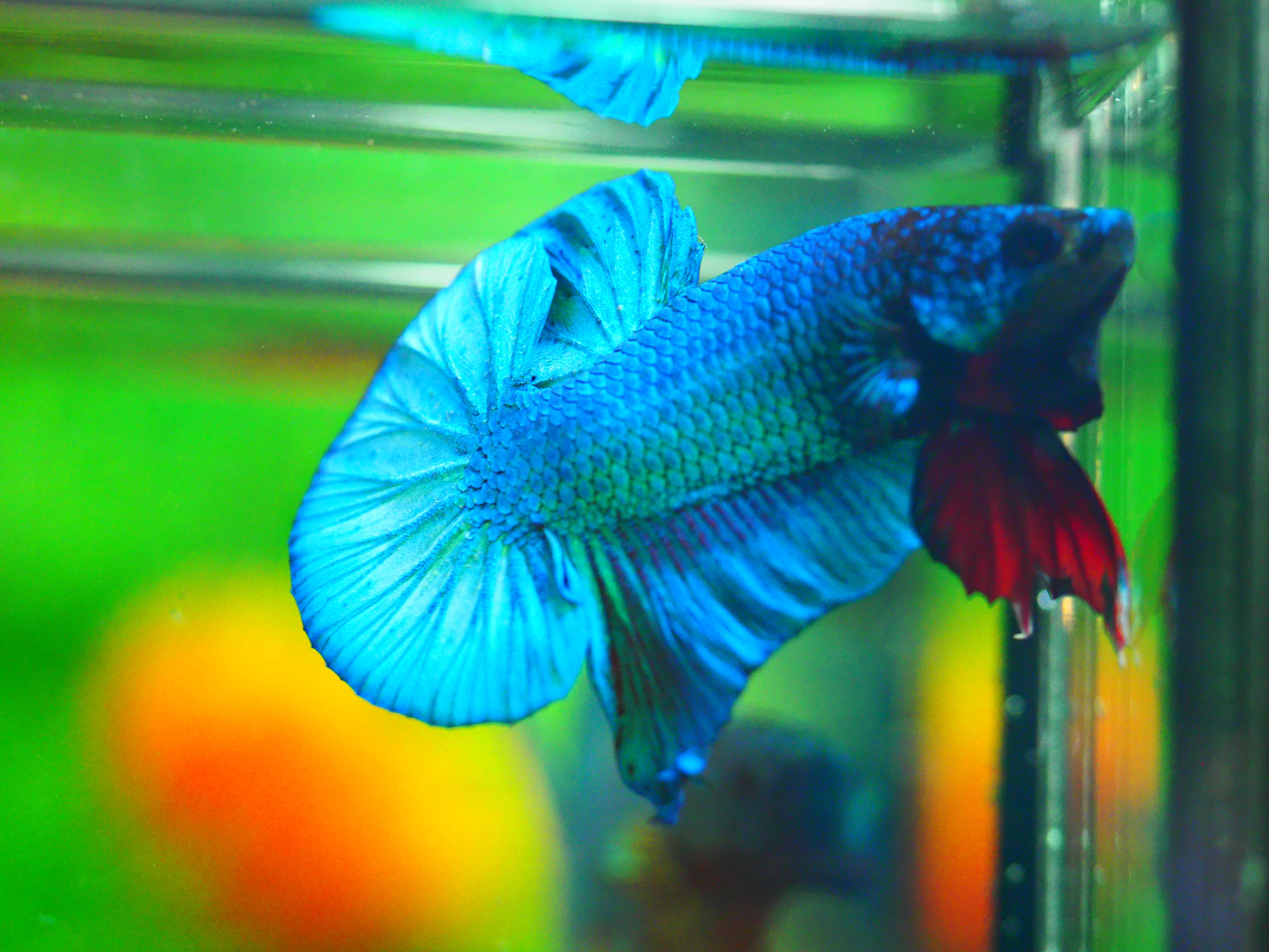 HMPK KOI FANCY MALE GRADE A +++