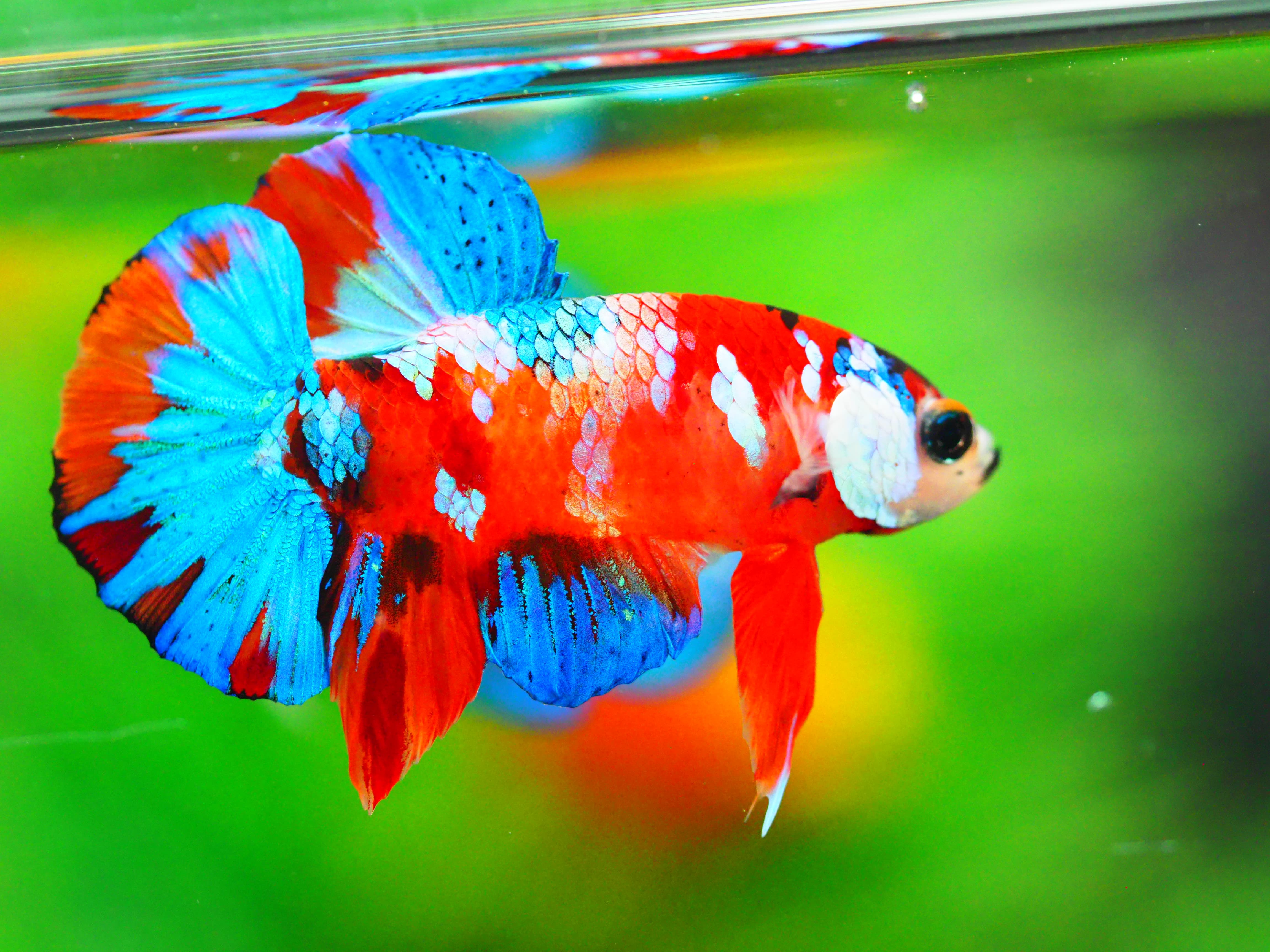 HMPK NEMO GALAXY MALE GRADE A +++