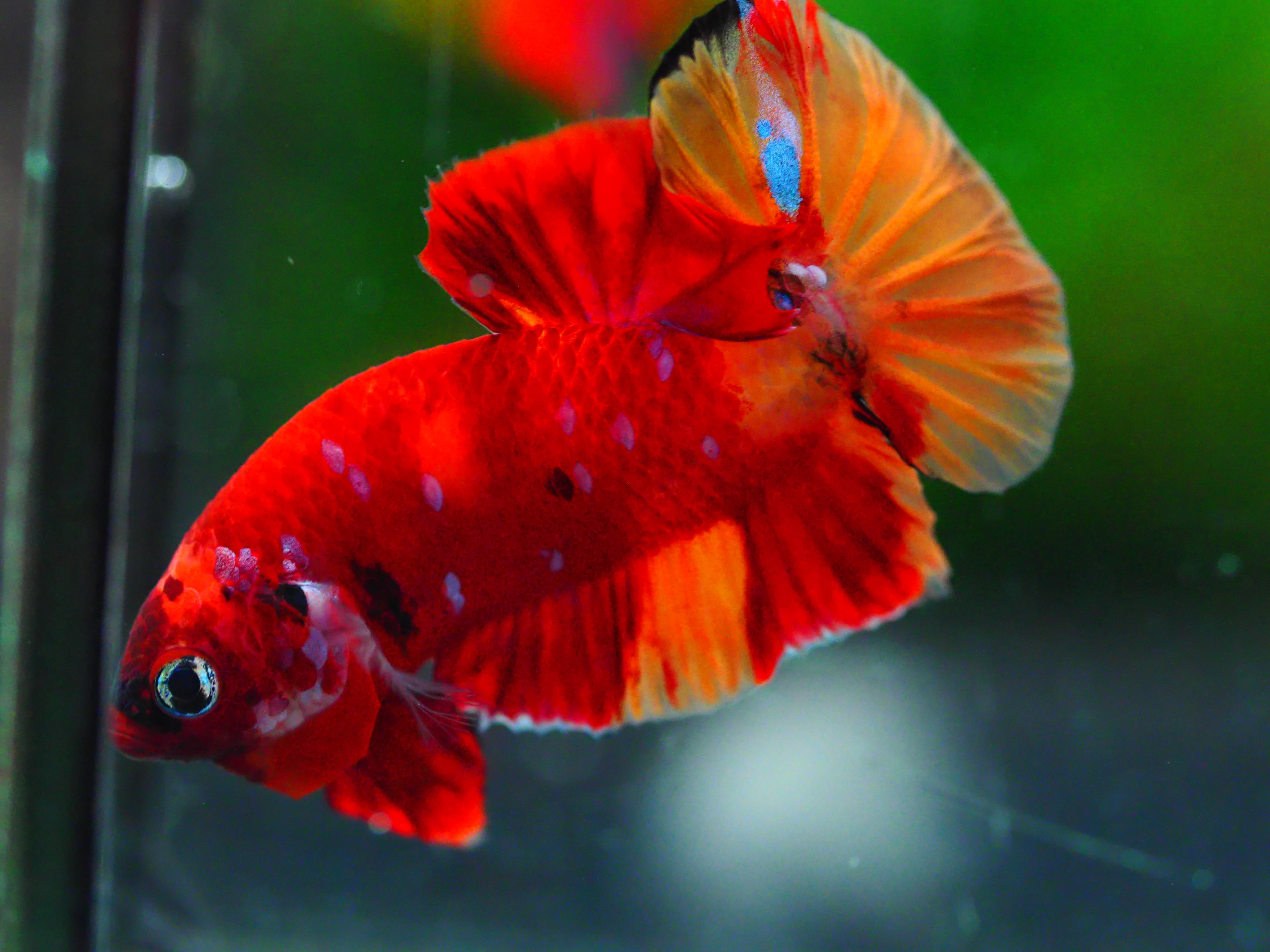 HMPK NEMO GALAXY MALE GRADE A +++