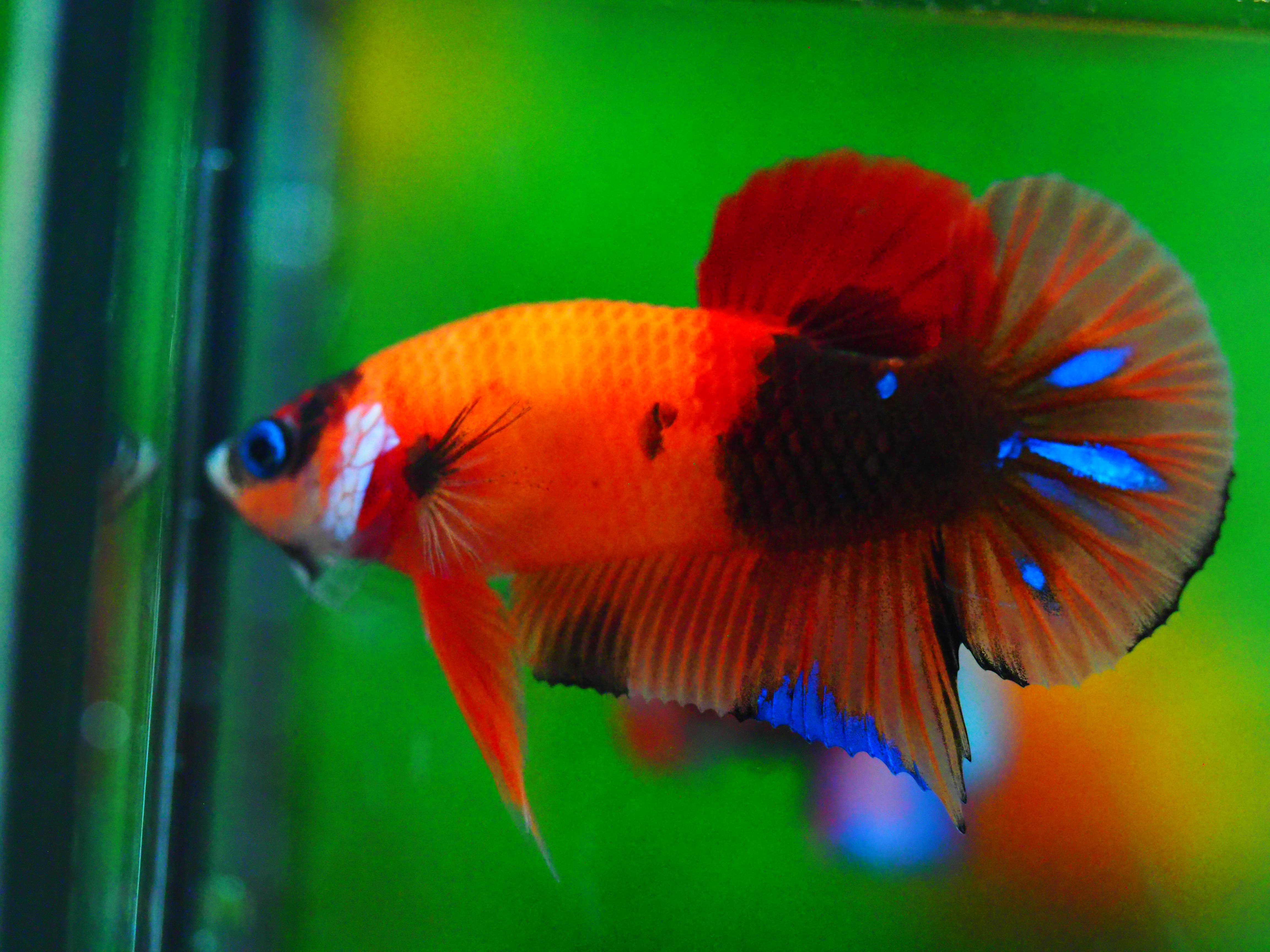 HMPK NEMO GALAXY MALE GRADE A +++