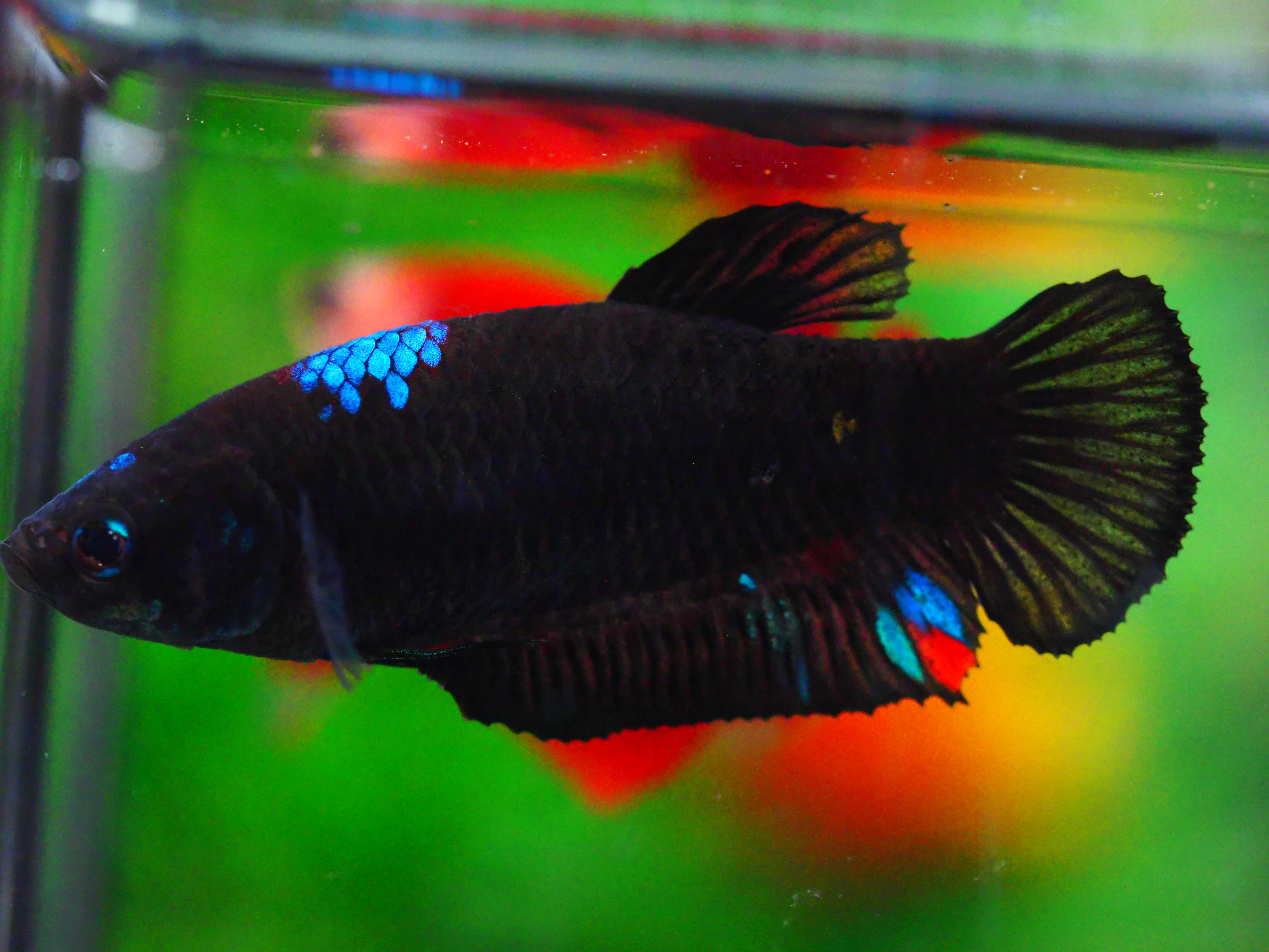 HMPK KOI GALAXY FNMALE GRADE A +++