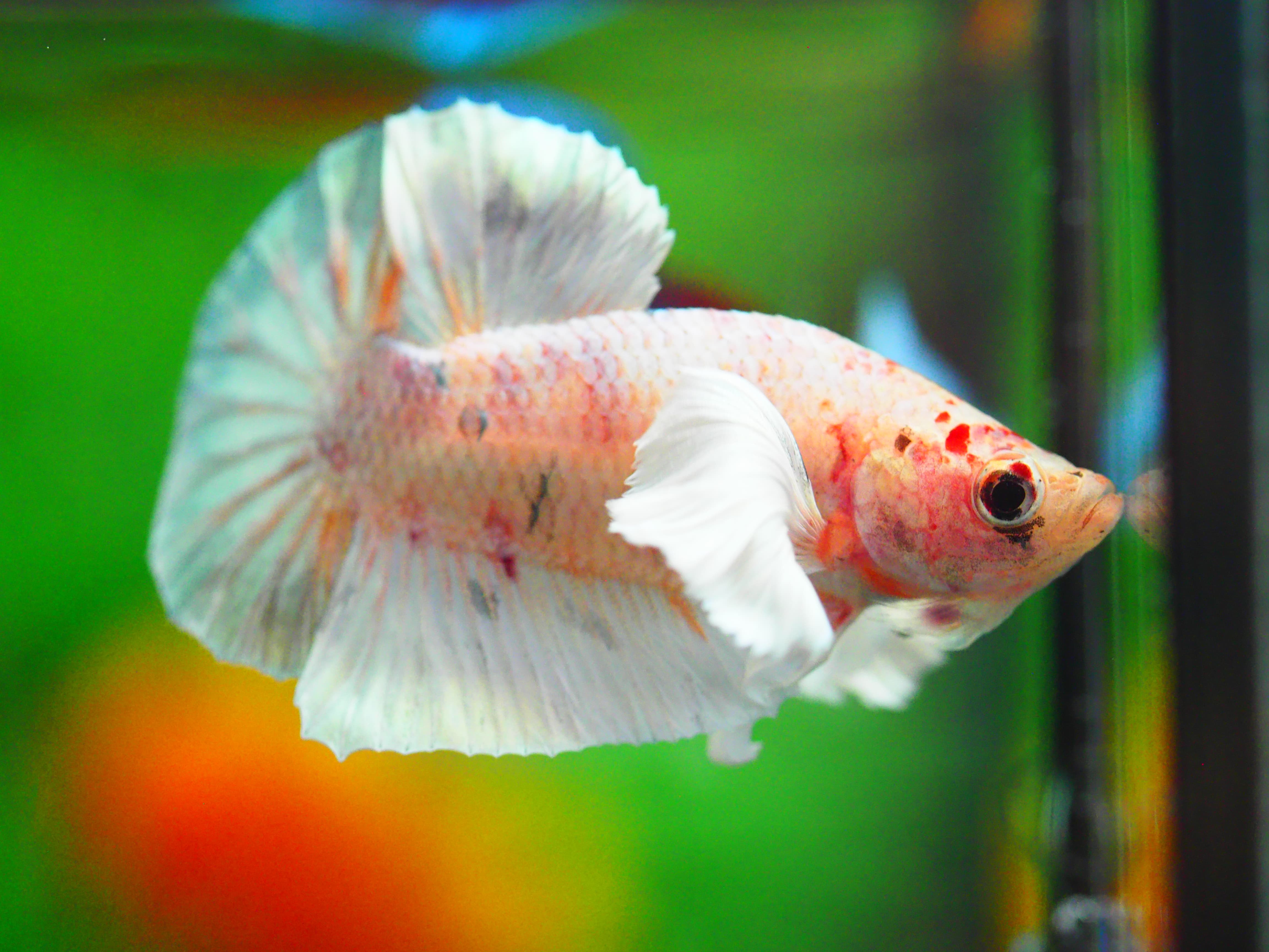 HMPK DUMBO MALE GRADE A +++