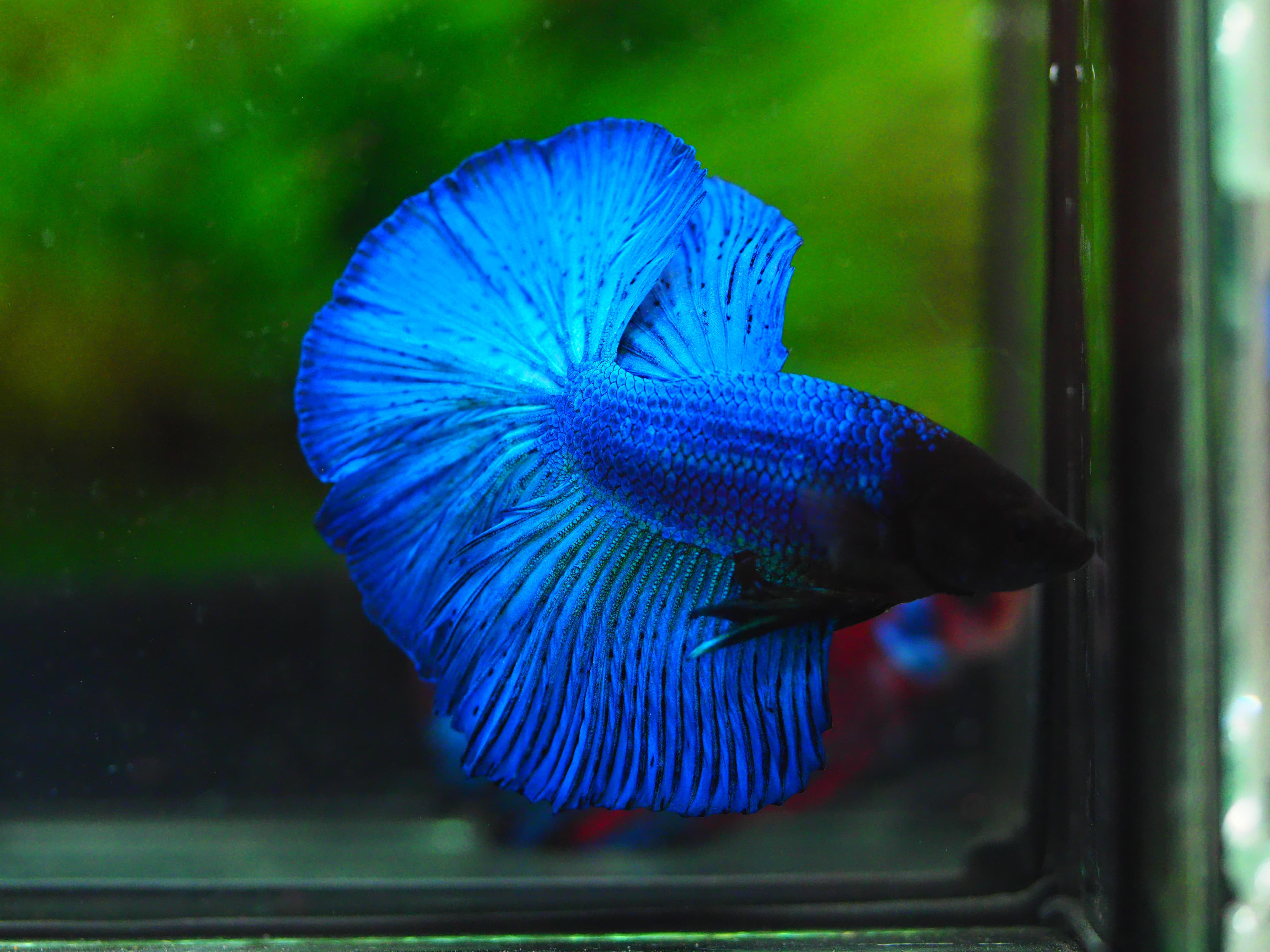 HM FANCY MALE GRADE A+++
